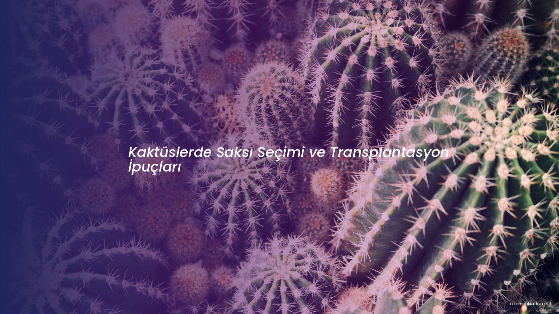 Kaktüslerde Saksı Seçimi ve Transplantasyon İpuçları