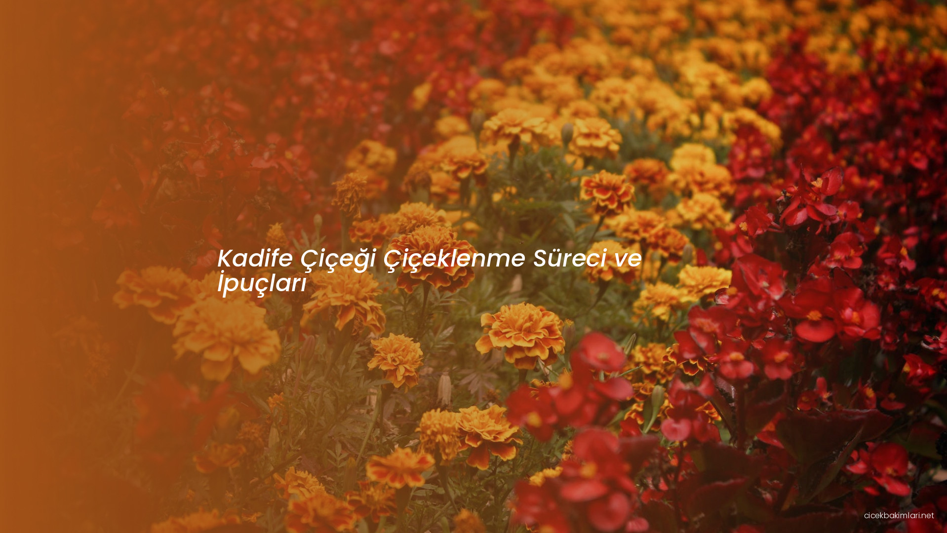 Kadife Çiçeği Çiçeklenme Süreci ve İpuçları