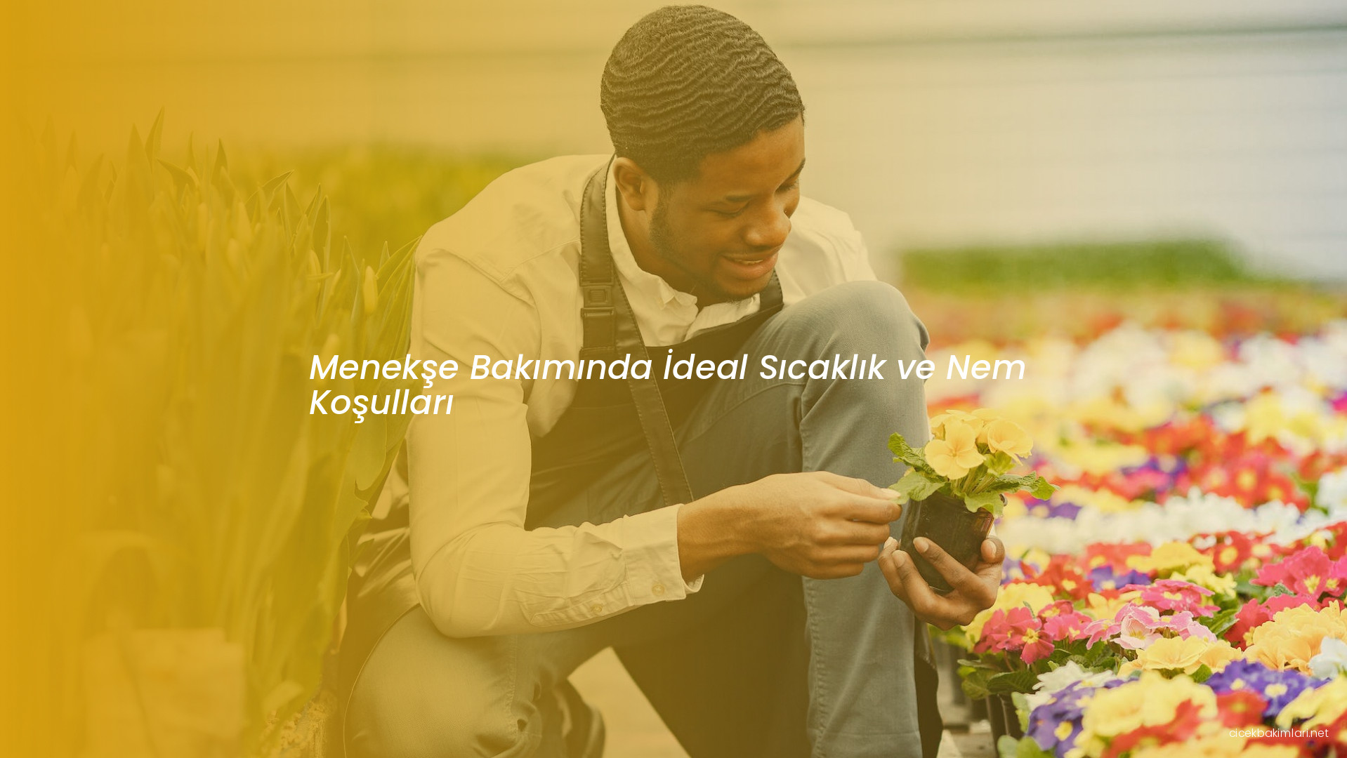 Menekşe Bakımında İdeal Sıcaklık ve Nem Koşulları