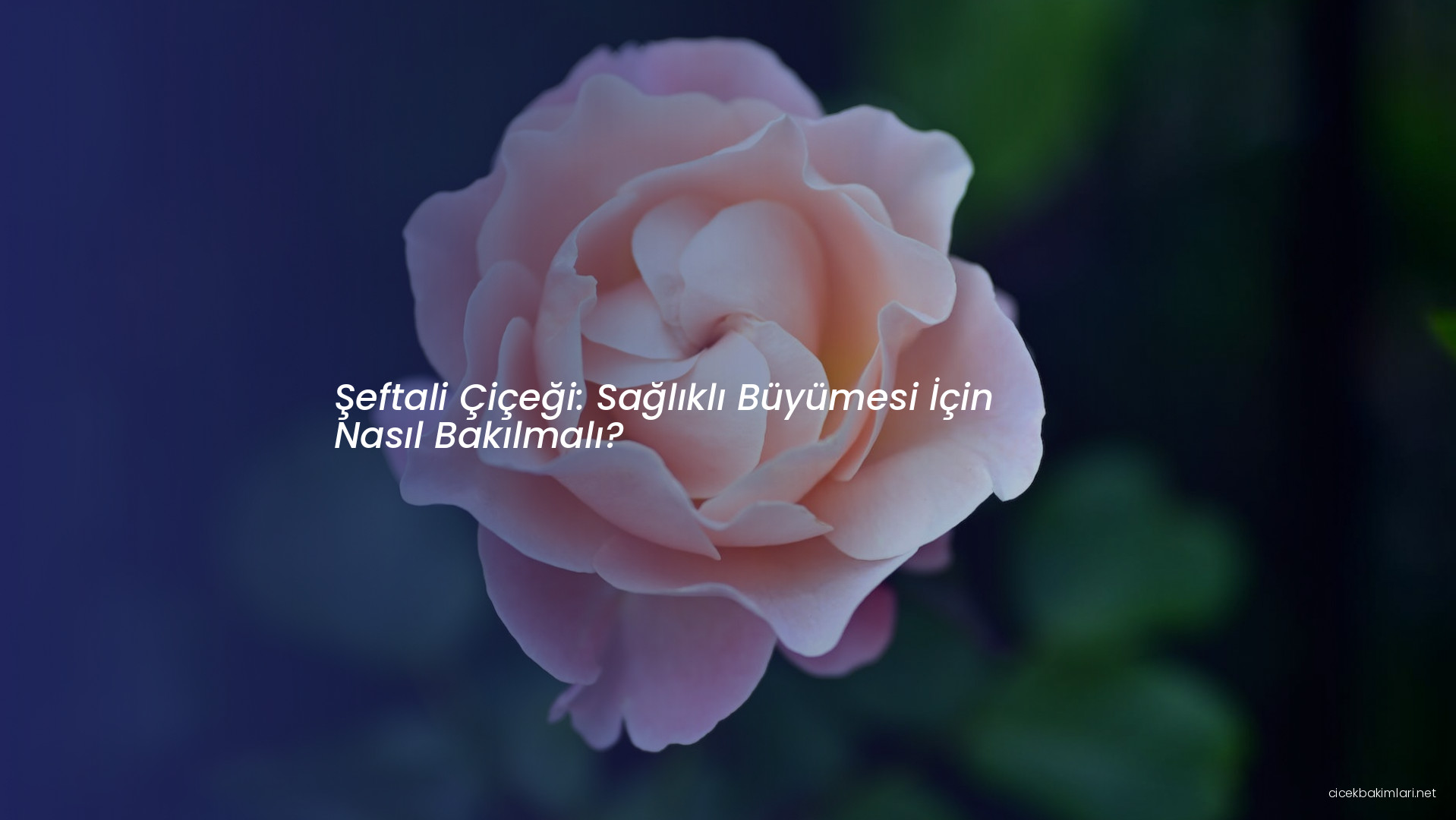 Şeftali Çiçeği: Sağlıklı Büyümesi İçin Nasıl Bakılmalı?