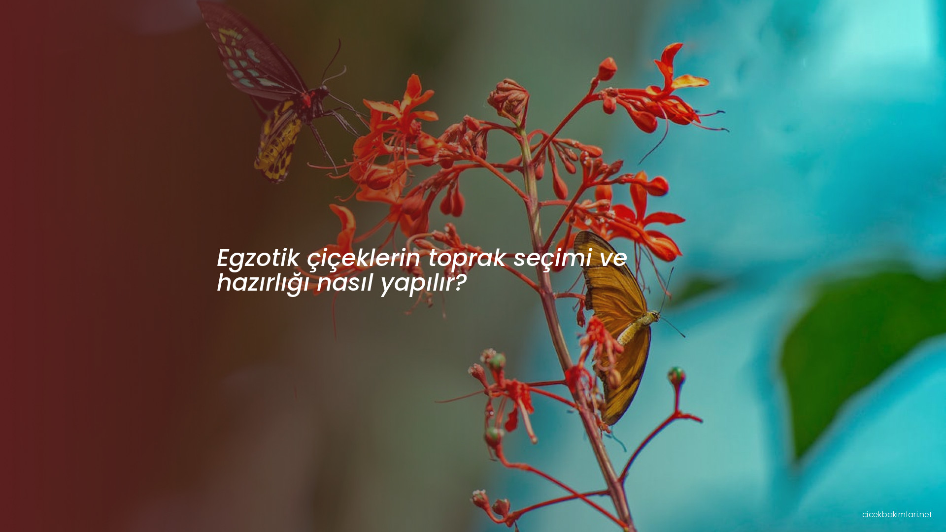 Egzotik çiçeklerin toprak seçimi ve hazırlığı nasıl yapılır?