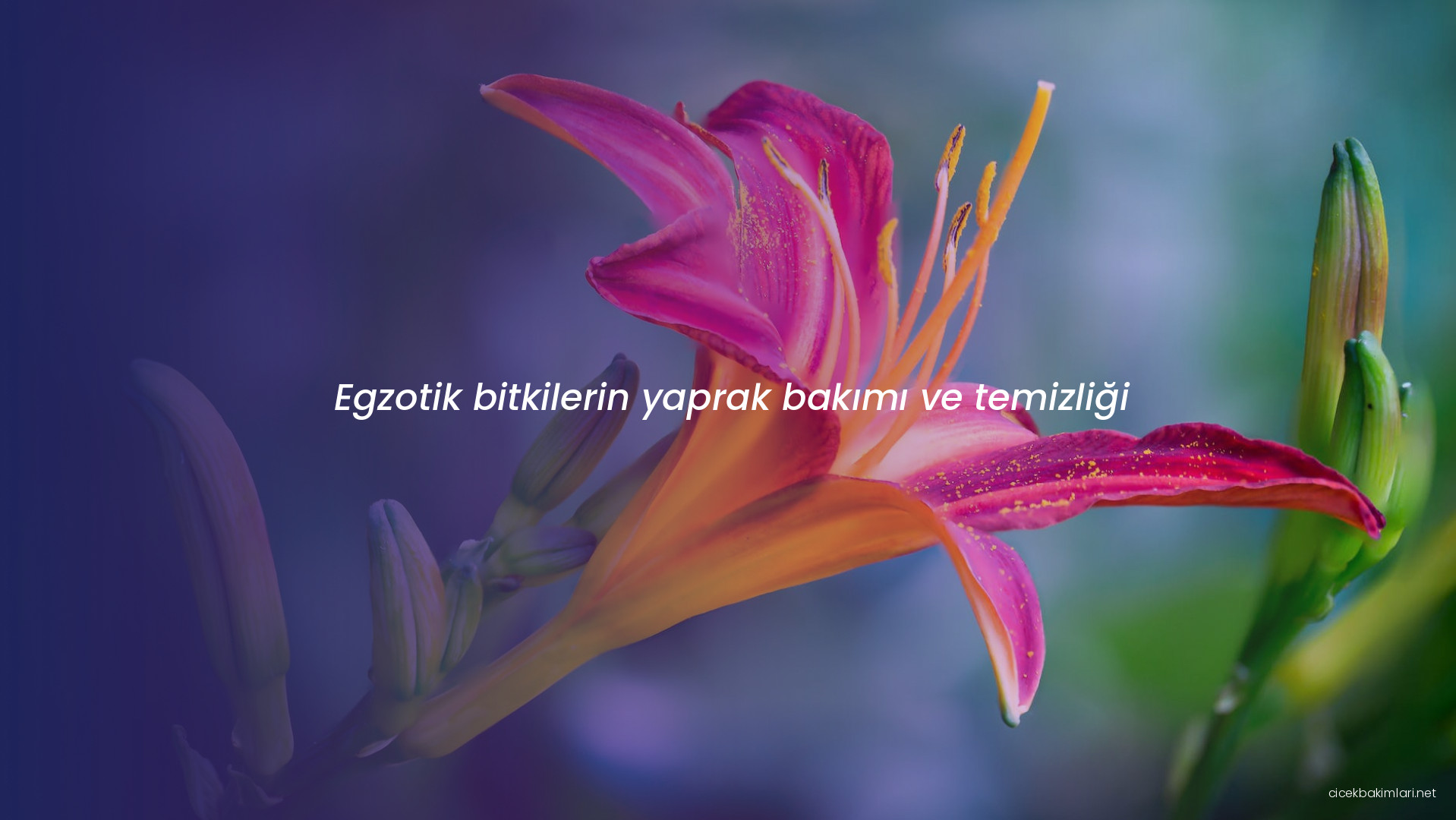 Egzotik bitkilerin yaprak bakımı ve temizliği