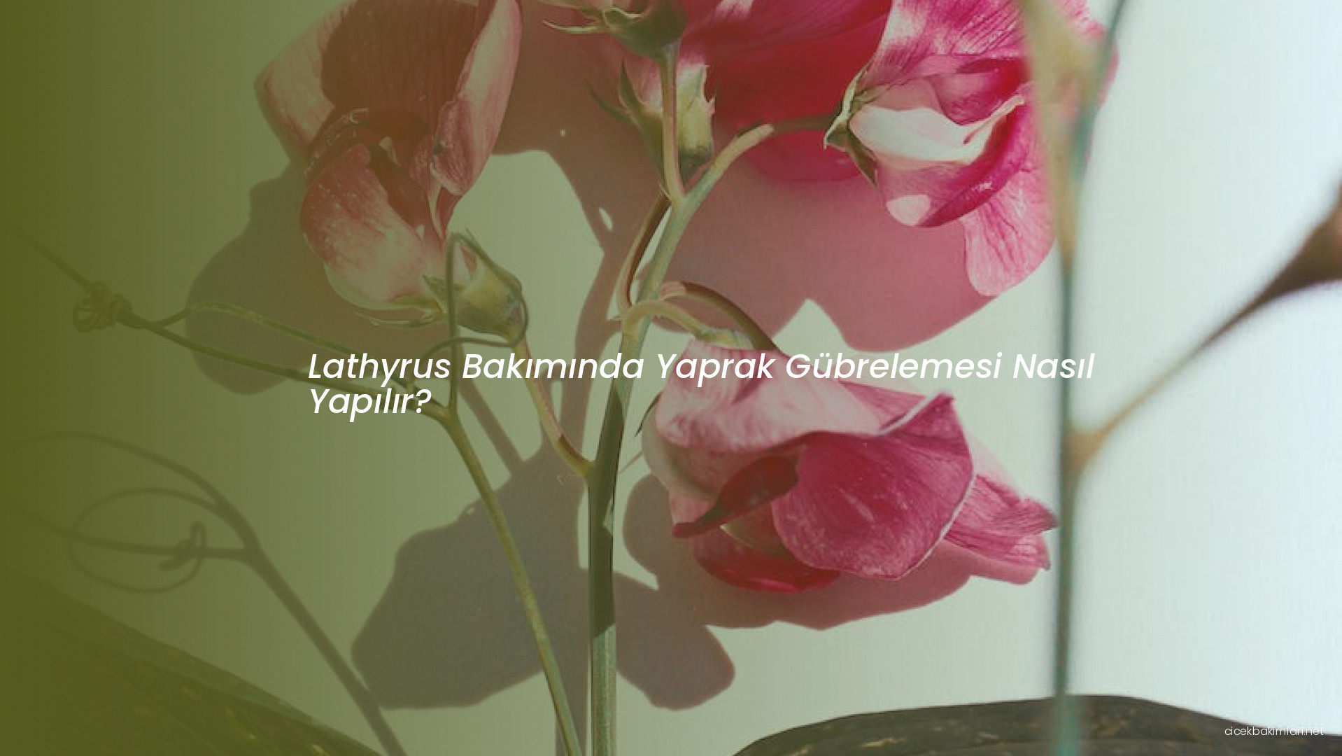 Lathyrus Bakımında Yaprak Gübrelemesi Nasıl Yapılır?