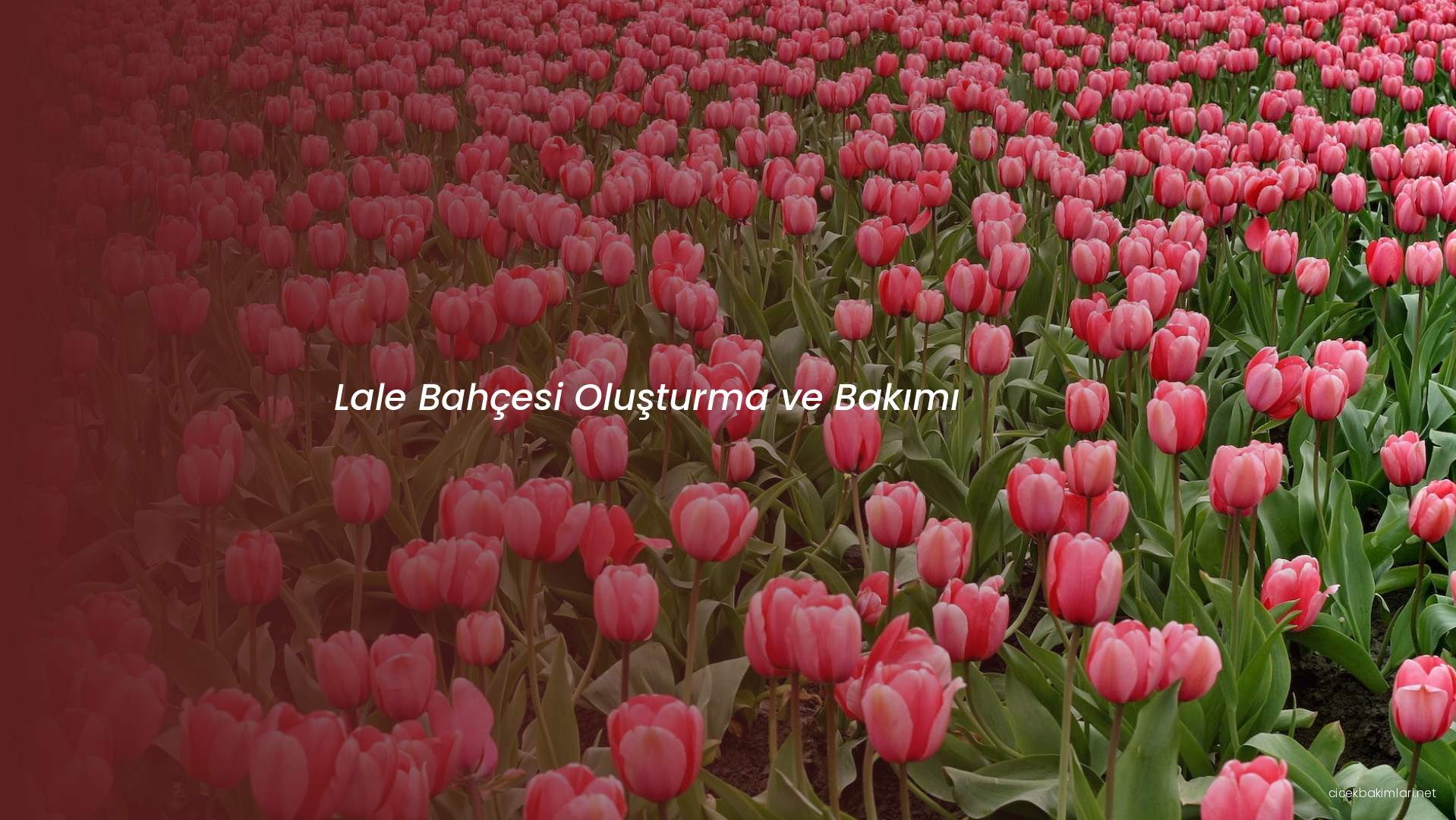 Lale Bahçesi Oluşturma ve Bakımı