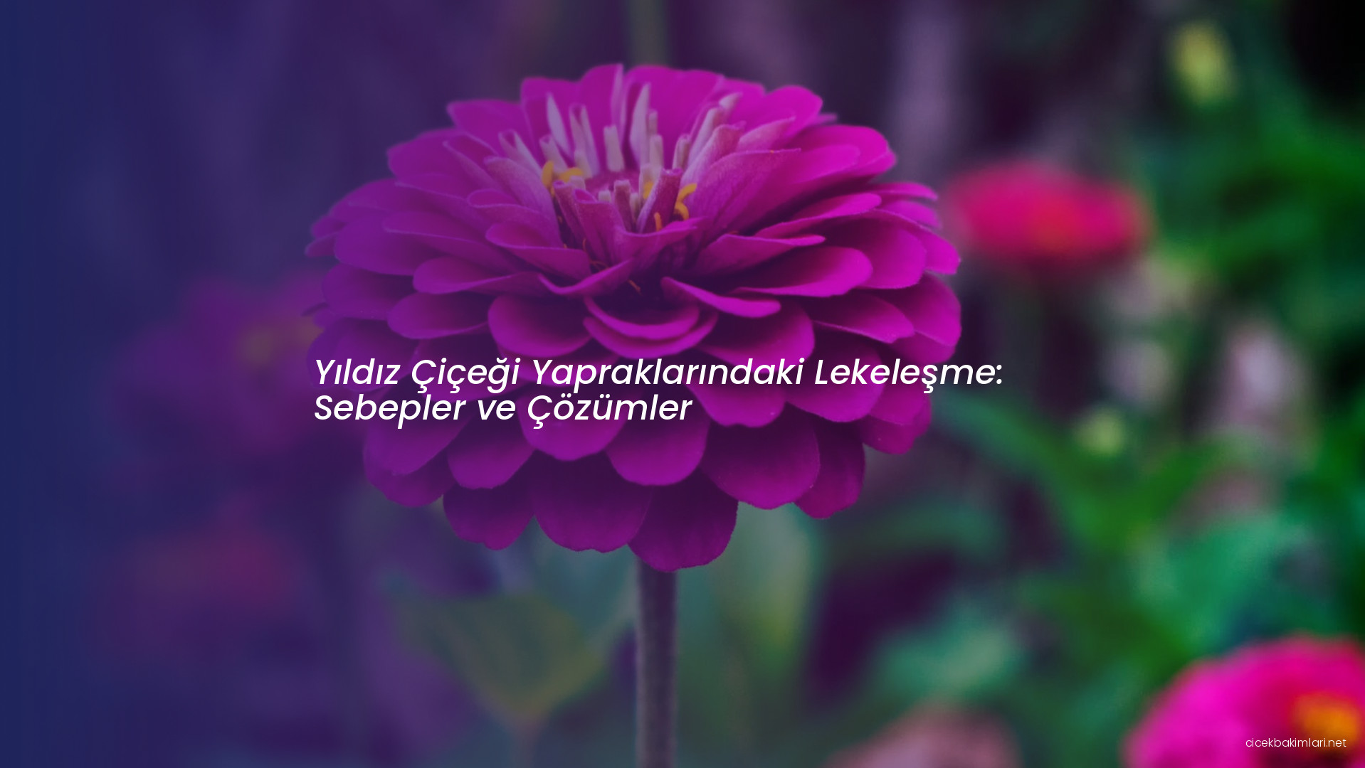 Yıldız Çiçeği Yapraklarındaki Lekeleşme: Sebepler ve Çözümler