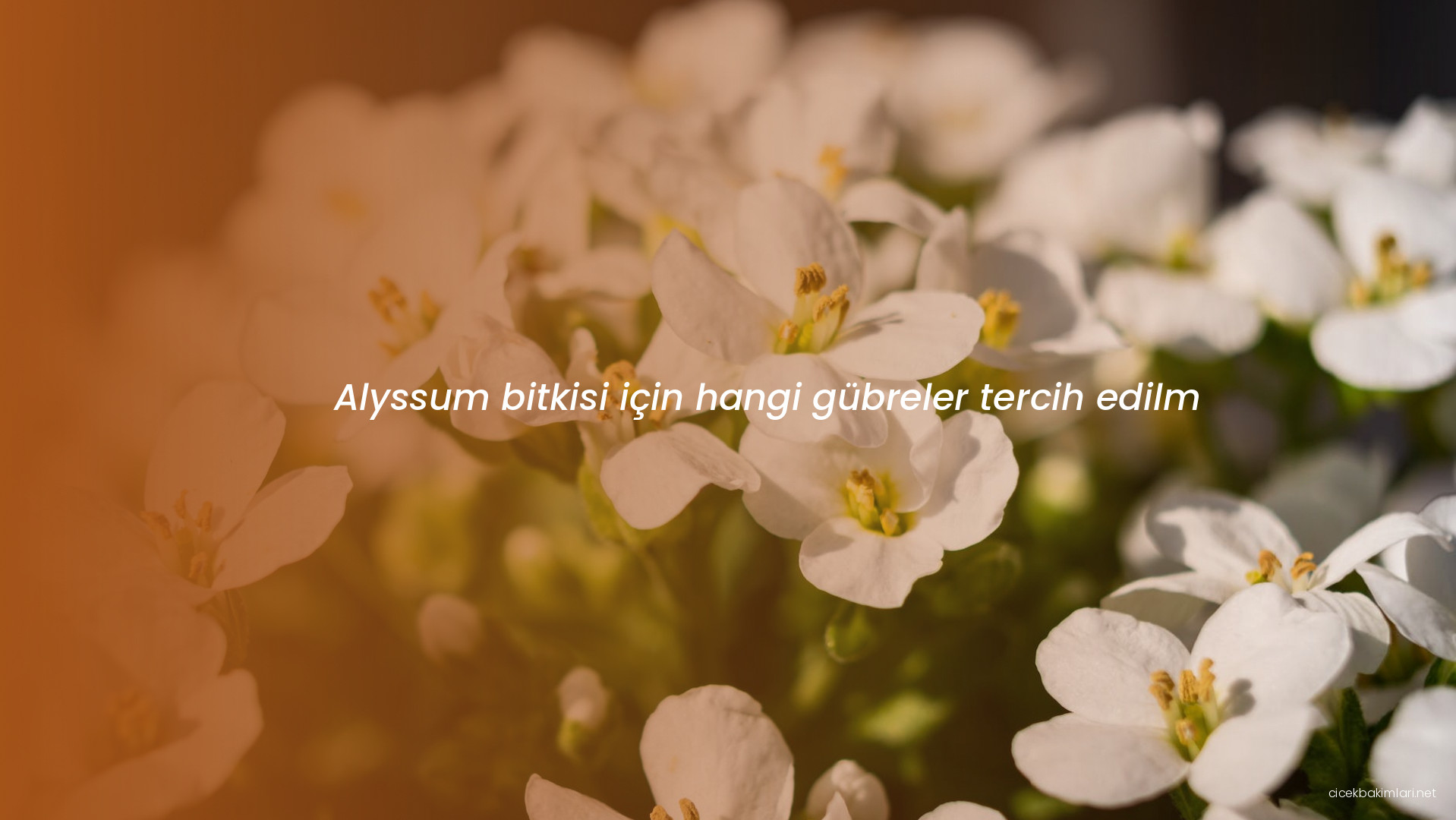 Alyssum bitkisi için hangi gübreler tercih edilm
