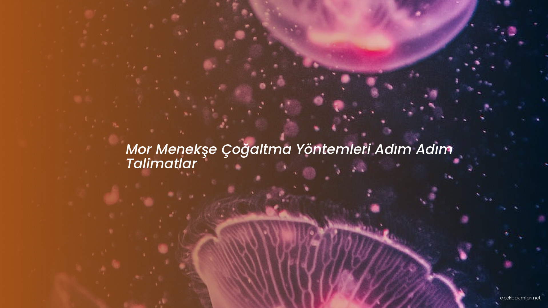 Mor Menekşe Çoğaltma Yöntemleri Adım Adım Talimatlar