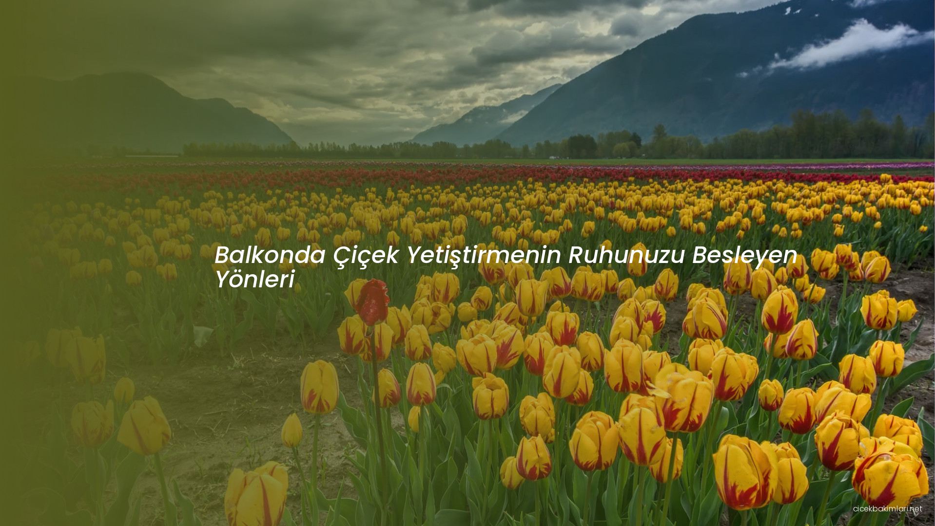 Balkonda Çiçek Yetiştirmenin Ruhunuzu Besleyen Yönleri