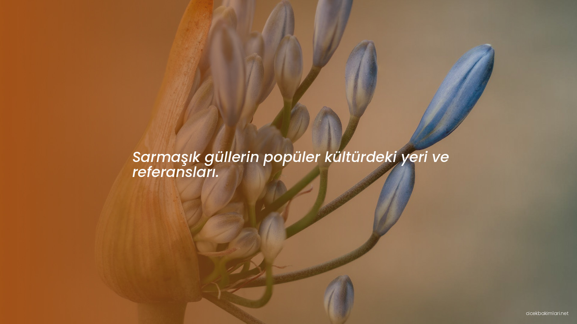 Sarmaşık güllerin popüler kültürdeki yeri ve referansları.