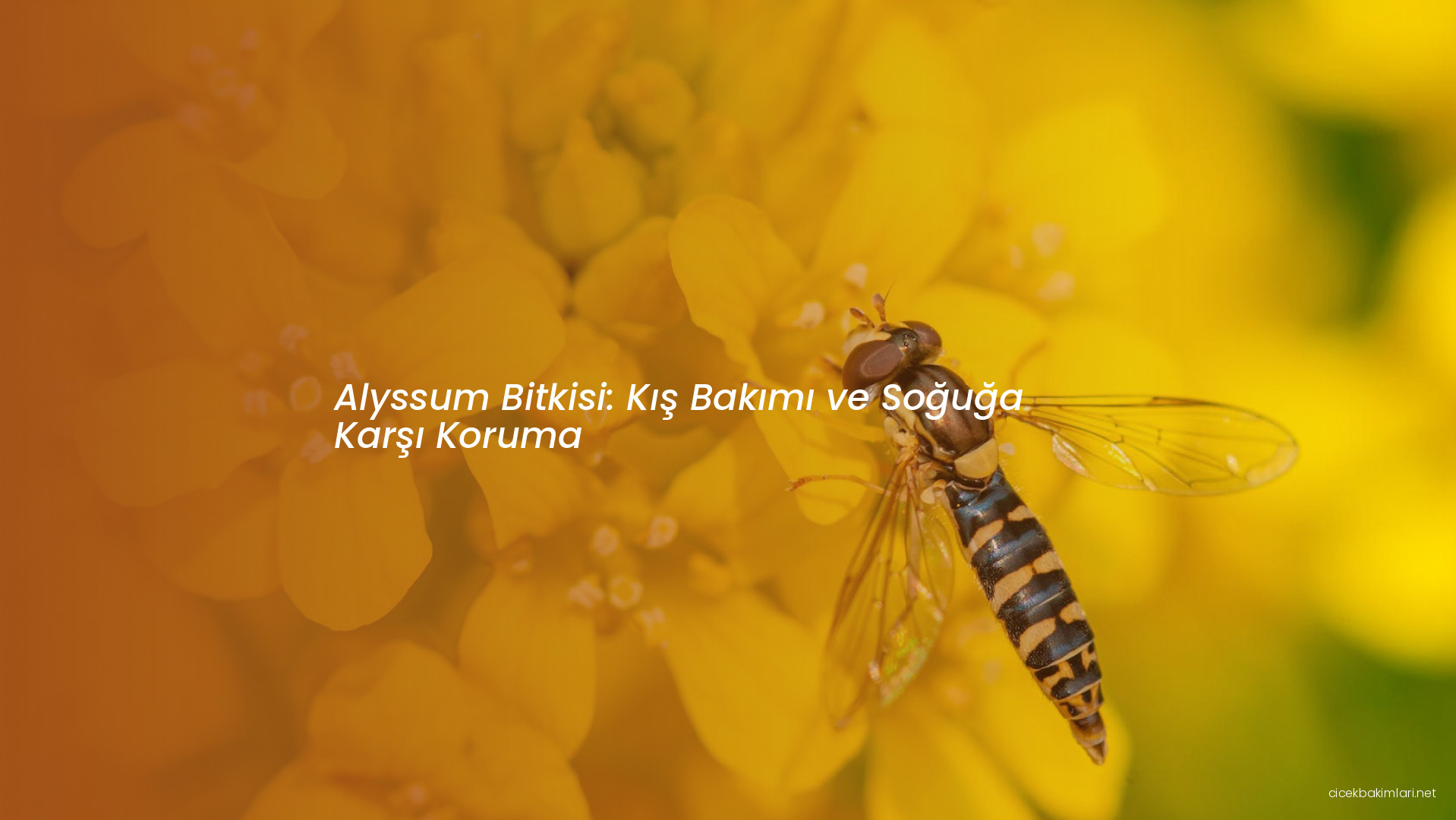 Alyssum Bitkisi: Kış Bakımı ve Soğuğa Karşı Koruma