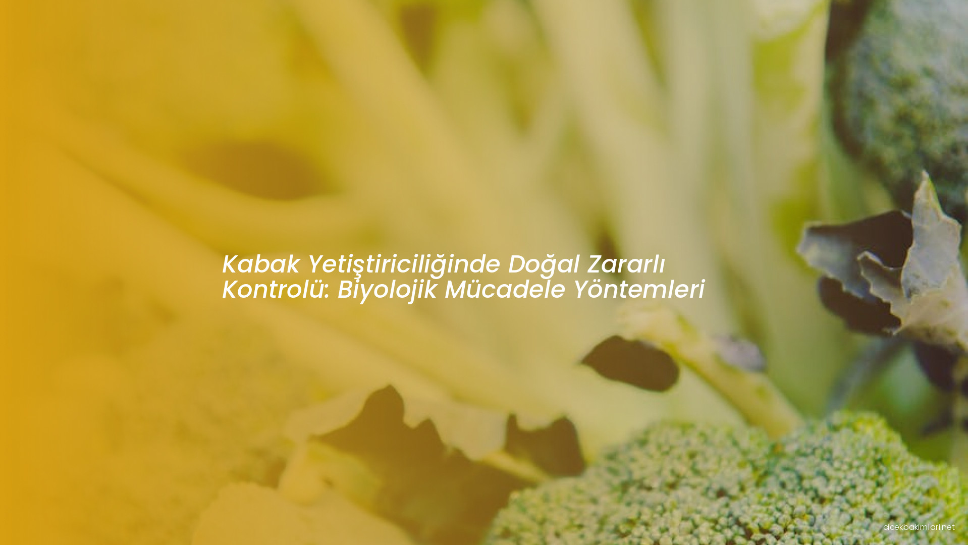 Kabak Yetiştiriciliğinde Doğal Zararlı Kontrolü: Biyolojik Mücadele Yöntemleri