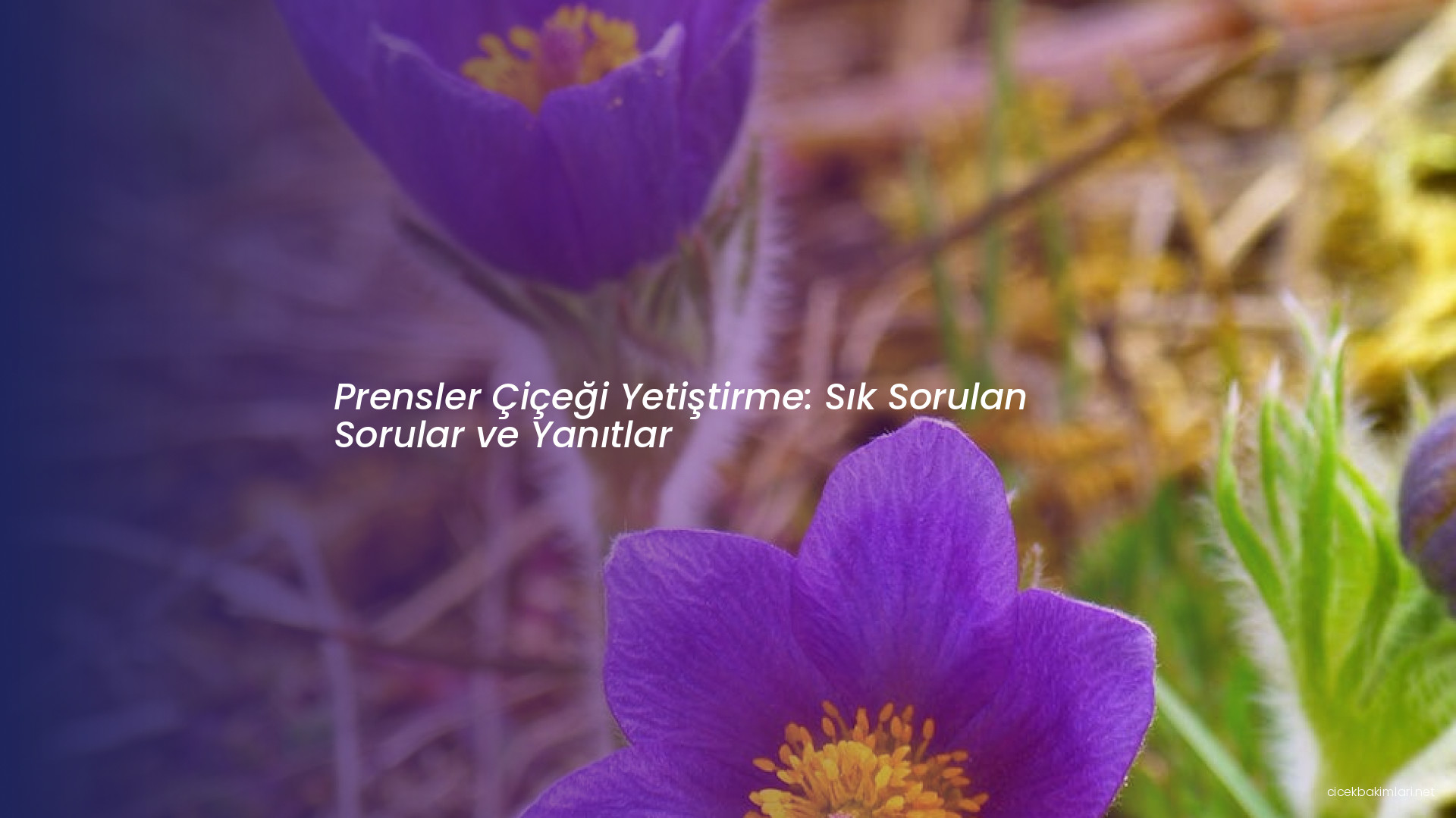 Prensler Çiçeği Yetiştirme: Sık Sorulan Sorular ve Yanıtlar