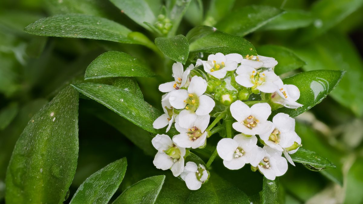 Alyssum bitkisinin uygun saksı seçimi nasıl yapılır?