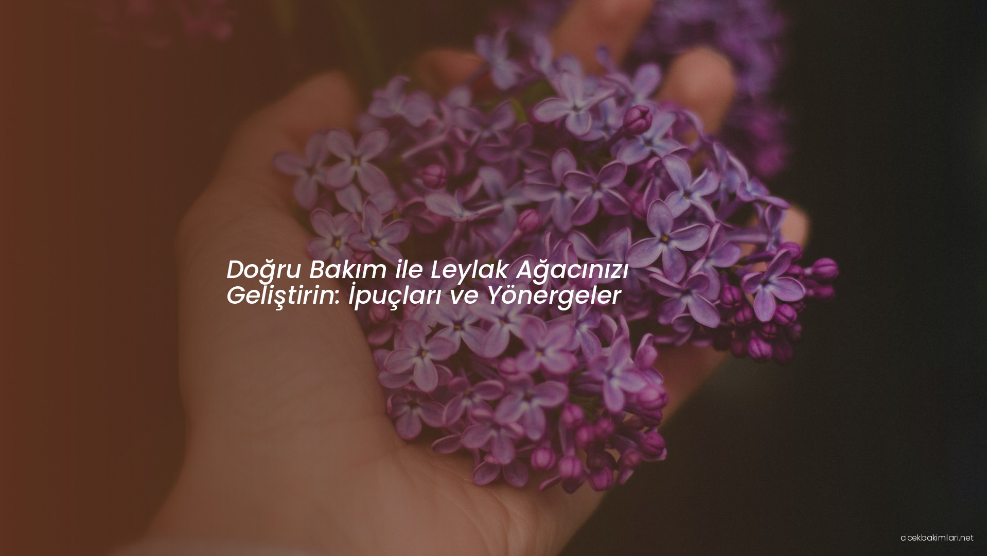 Doğru Bakım ile Leylak Ağacınızı Geliştirin: İpuçları ve Yönergeler