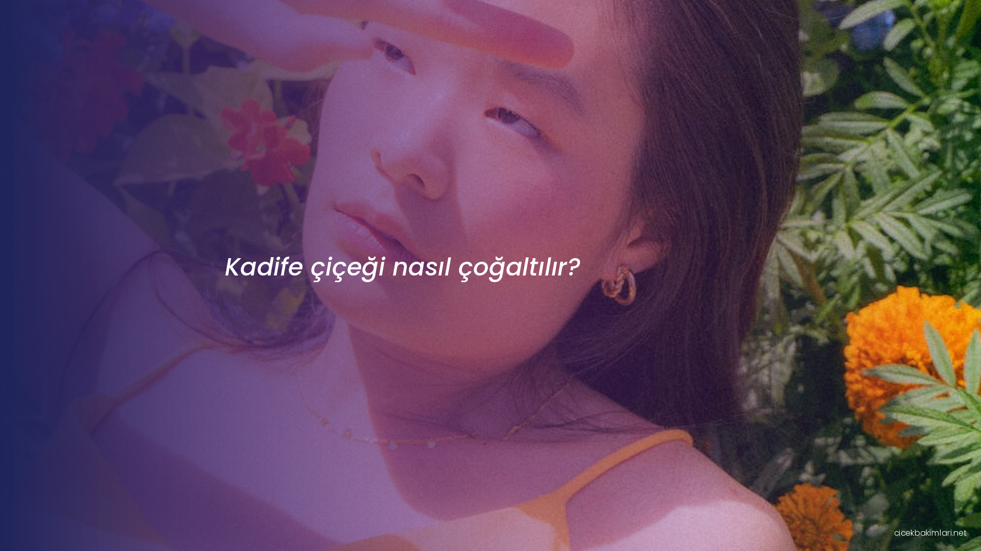 Kadife çiçeği nasıl çoğaltılır?