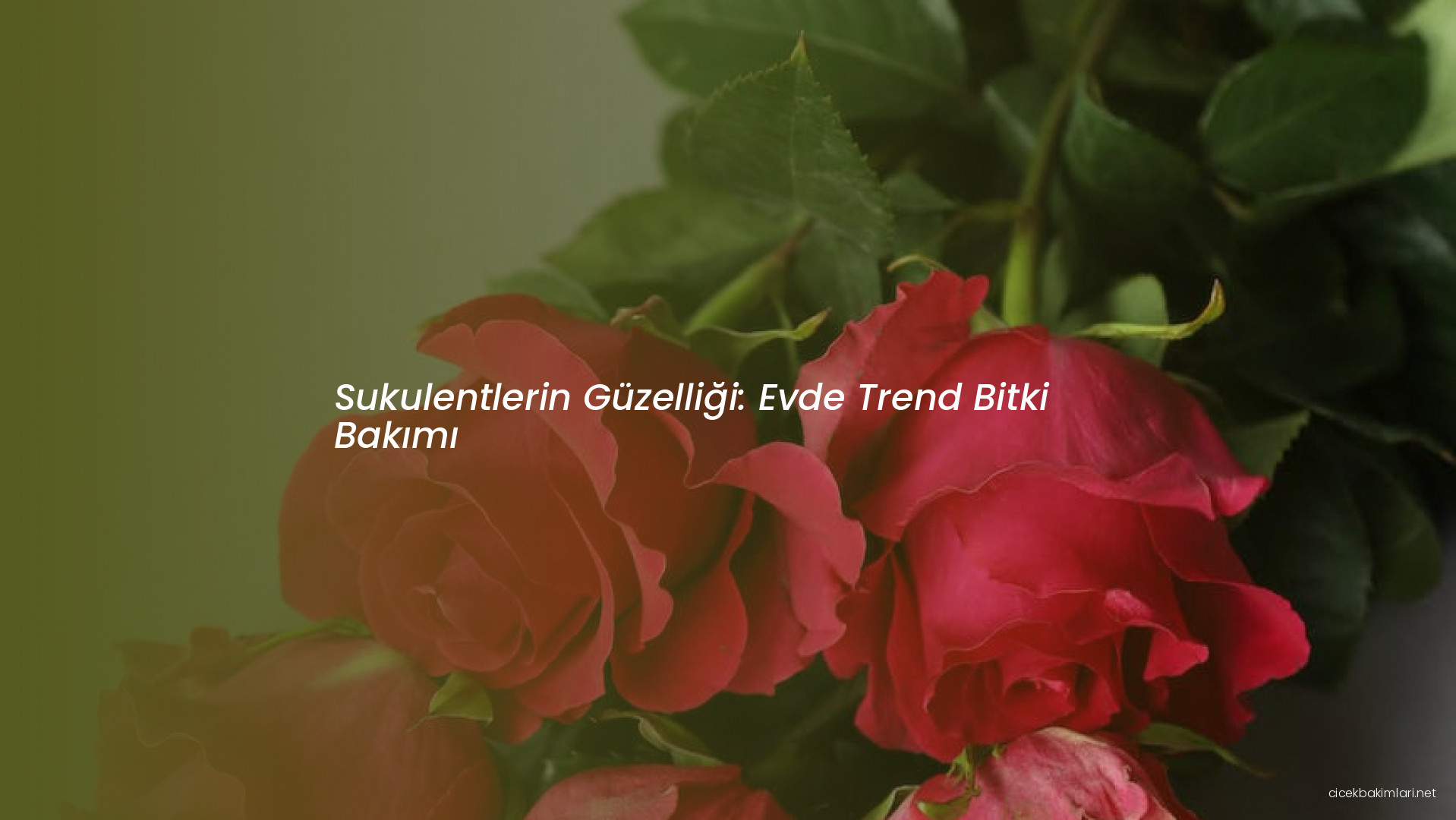 Sukulentlerin Güzelliği: Evde Trend Bitki Bakımı