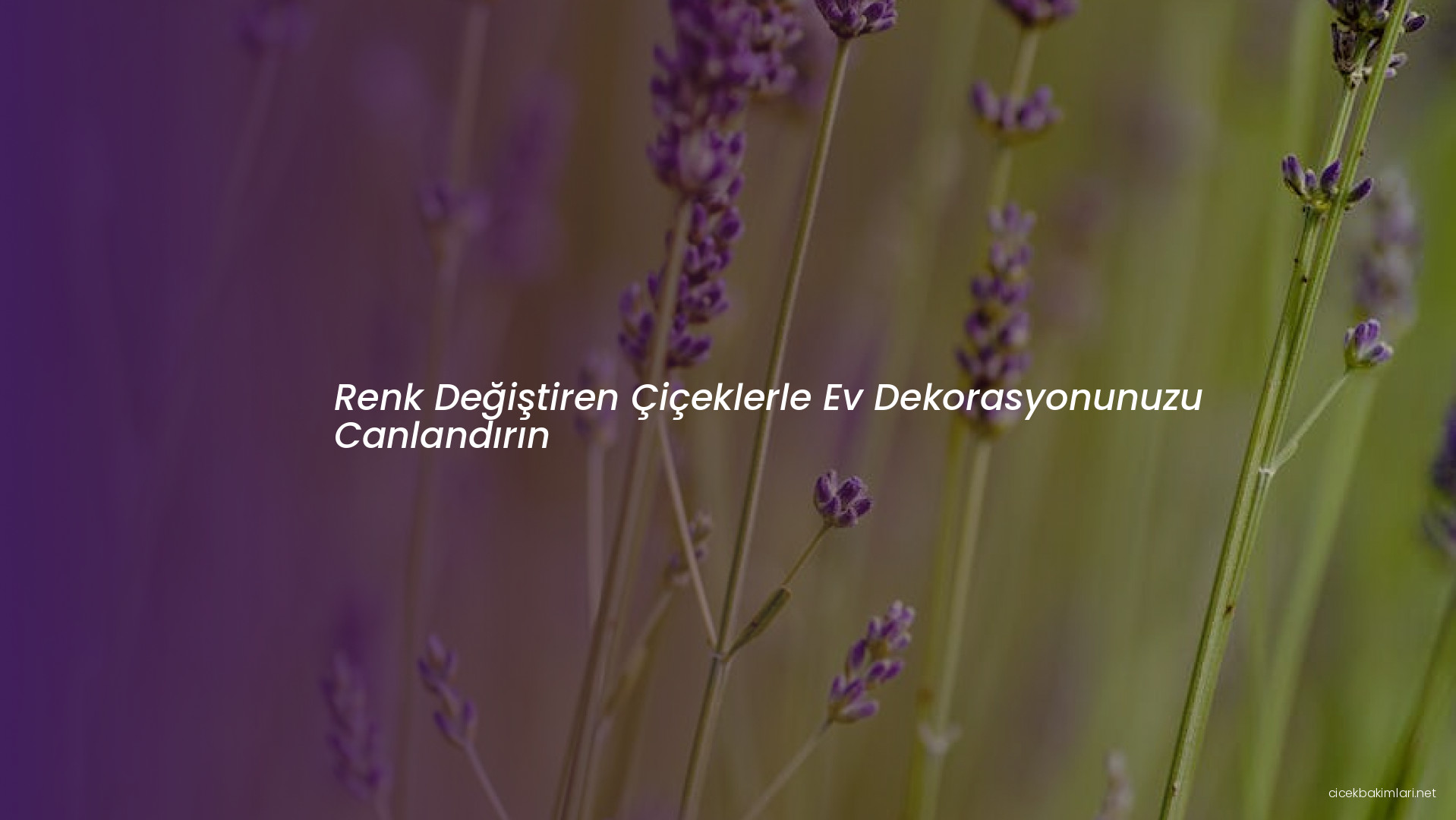 Renk Değiştiren Çiçeklerle Ev Dekorasyonunuzu Canlandırın