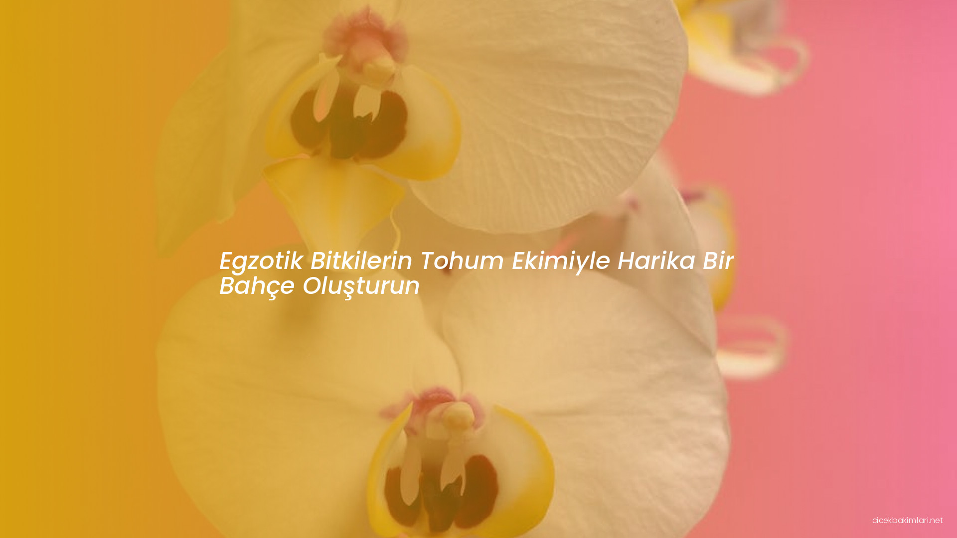 Egzotik Bitkilerin Tohum Ekimiyle Harika Bir Bahçe Oluşturun