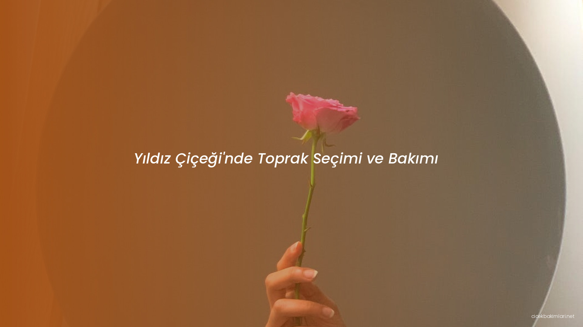 Yıldız Çiçeği'nde Toprak Seçimi ve Bakımı