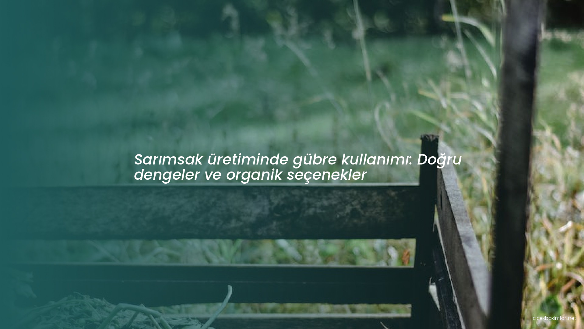 Sarımsak üretiminde gübre kullanımı: Doğru dengeler ve organik seçenekler