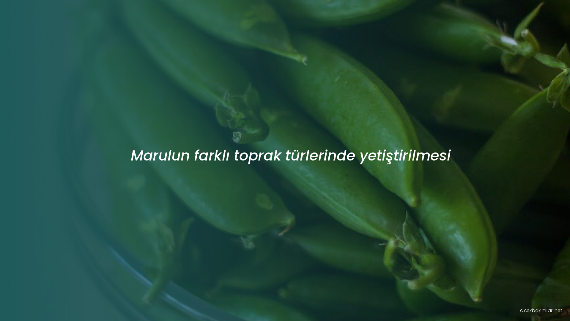 Marulun farklı toprak türlerinde yetiştirilmesi