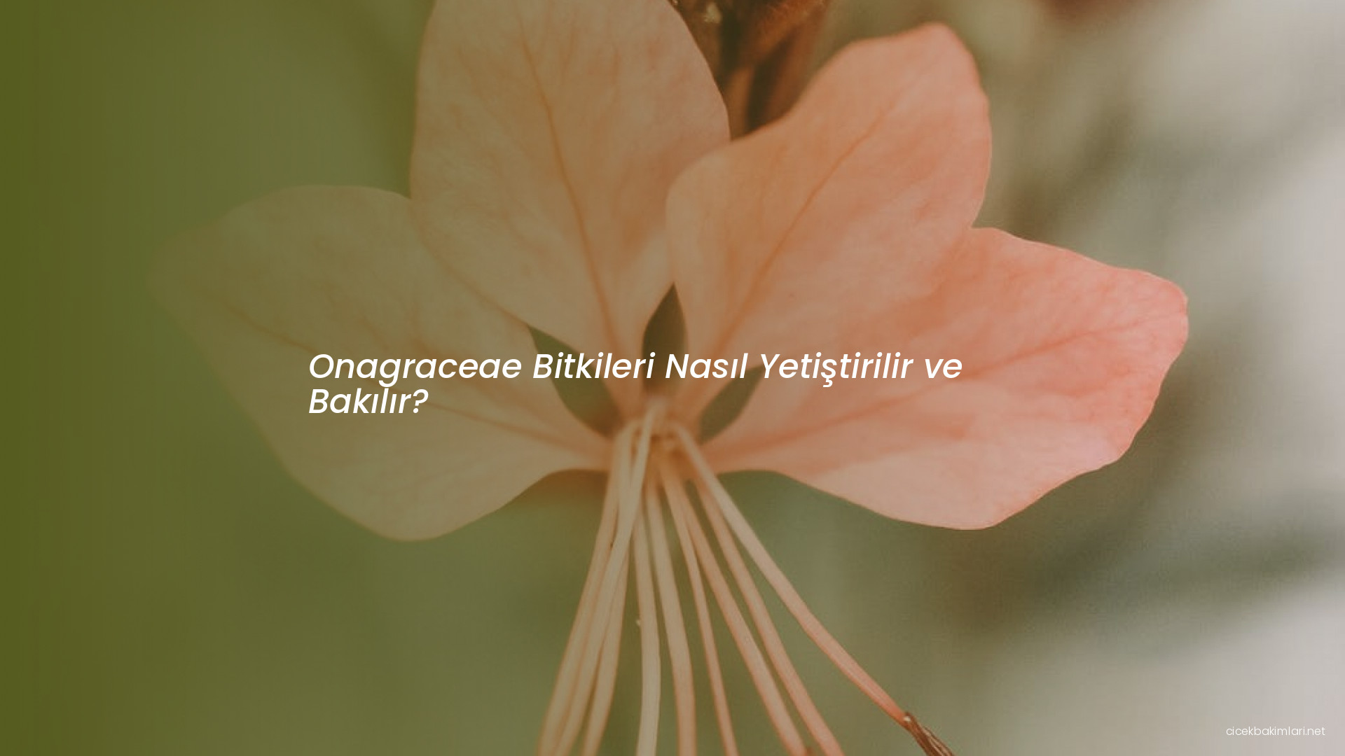 Onagraceae Bitkileri Nasıl Yetiştirilir ve Bakılır?