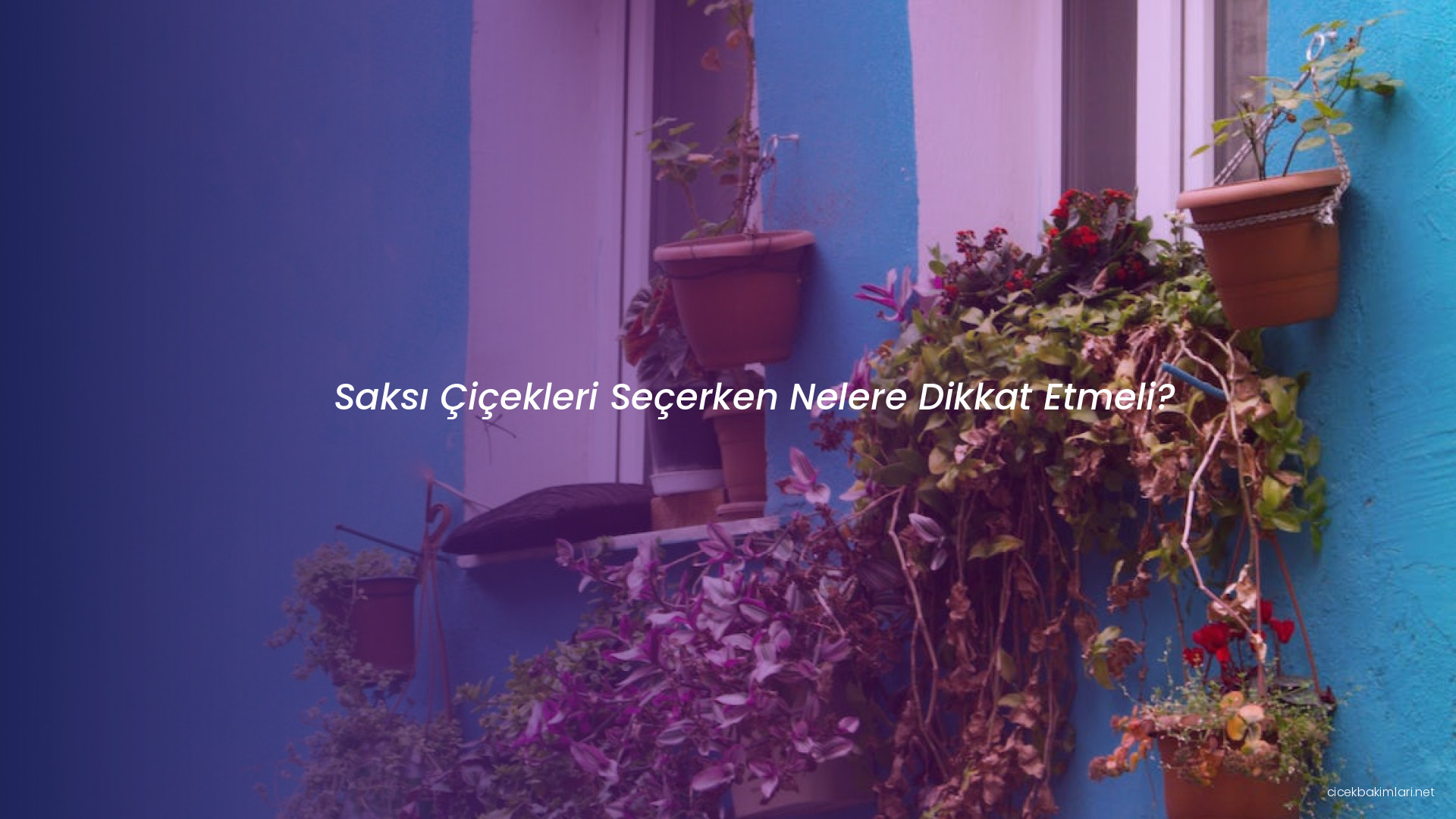 Saksı Çiçekleri Seçerken Nelere Dikkat Etmeli?