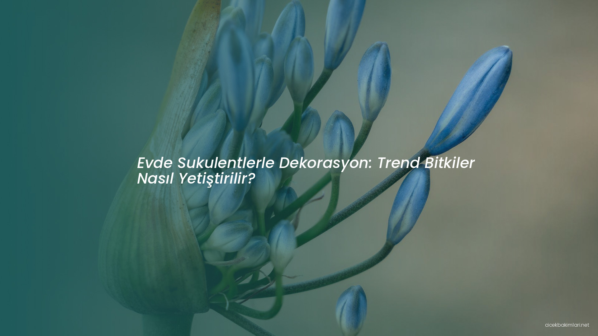 Evde Sukulentlerle Dekorasyon: Trend Bitkiler Nasıl Yetiştirilir?
