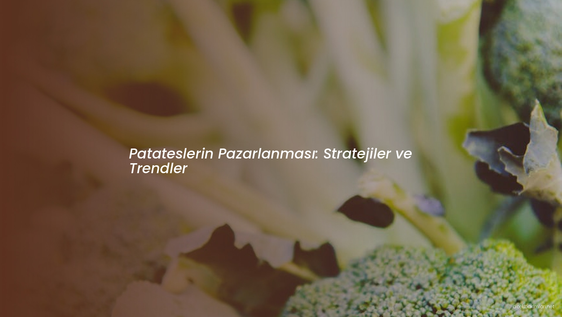 Patateslerin Pazarlanması: Stratejiler ve Trendler