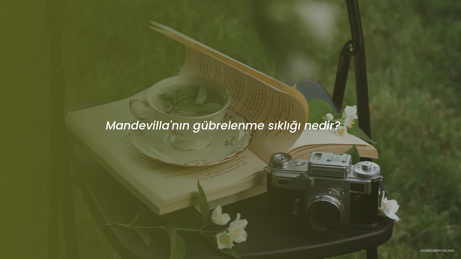 Mandevilla'nın gübrelenme sıklığı nedir?