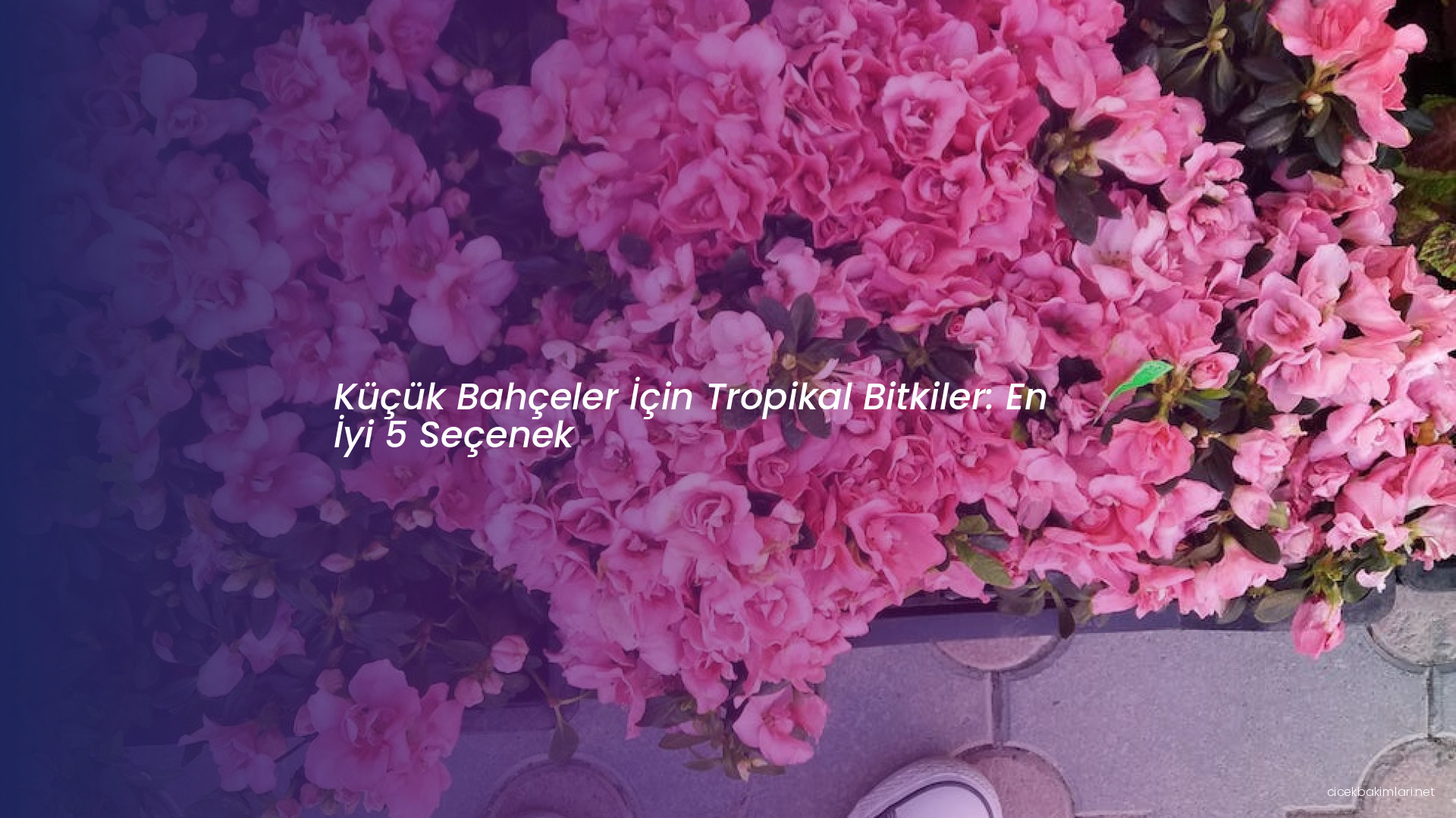 Küçük Bahçeler İçin Tropikal Bitkiler: En İyi 5 Seçenek