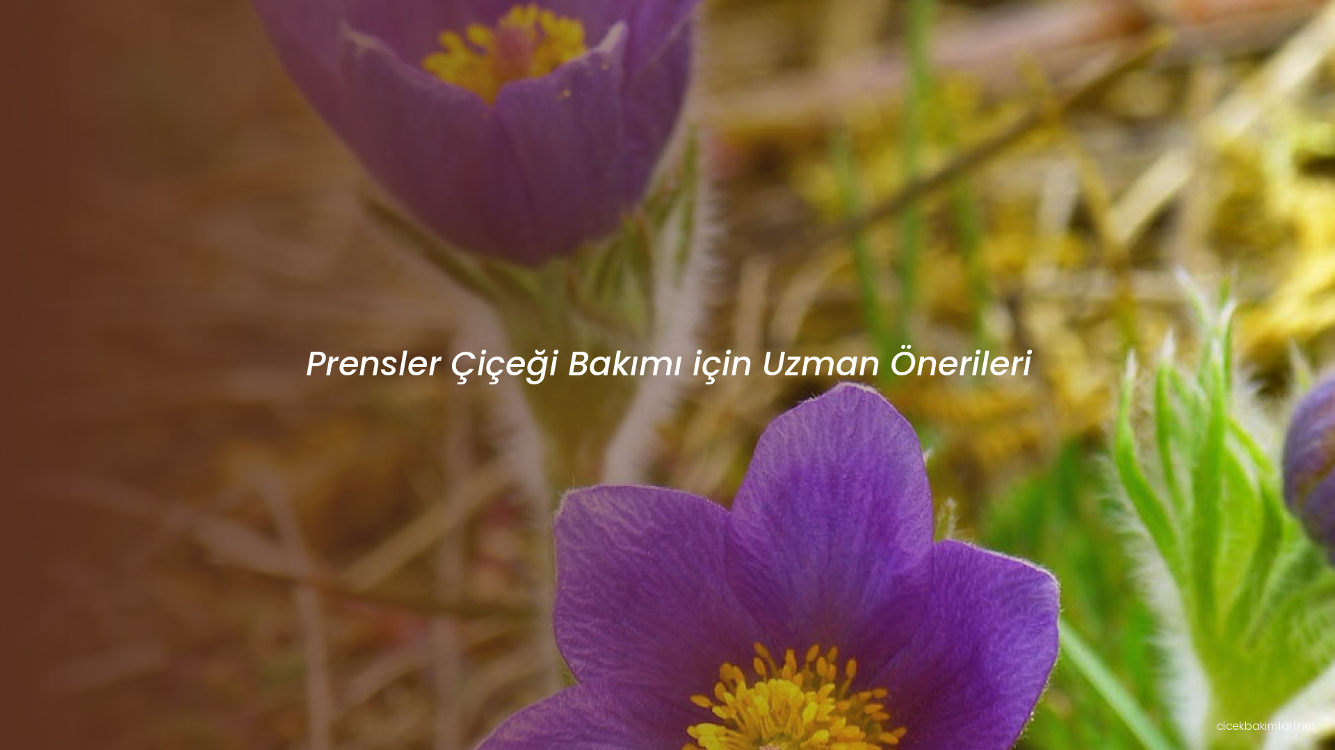 Prensler Çiçeği Bakımı için Uzman Önerileri