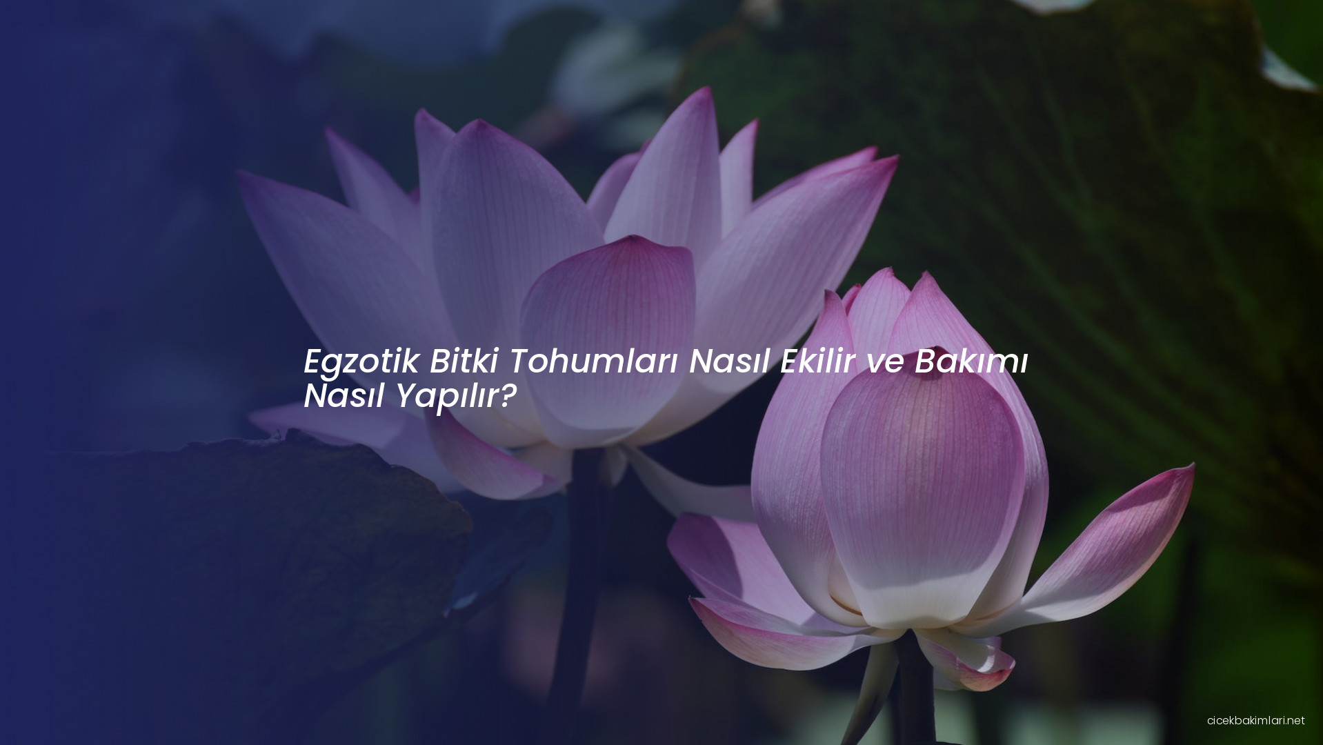 Egzotik Bitki Tohumları Nasıl Ekilir ve Bakımı Nasıl Yapılır?