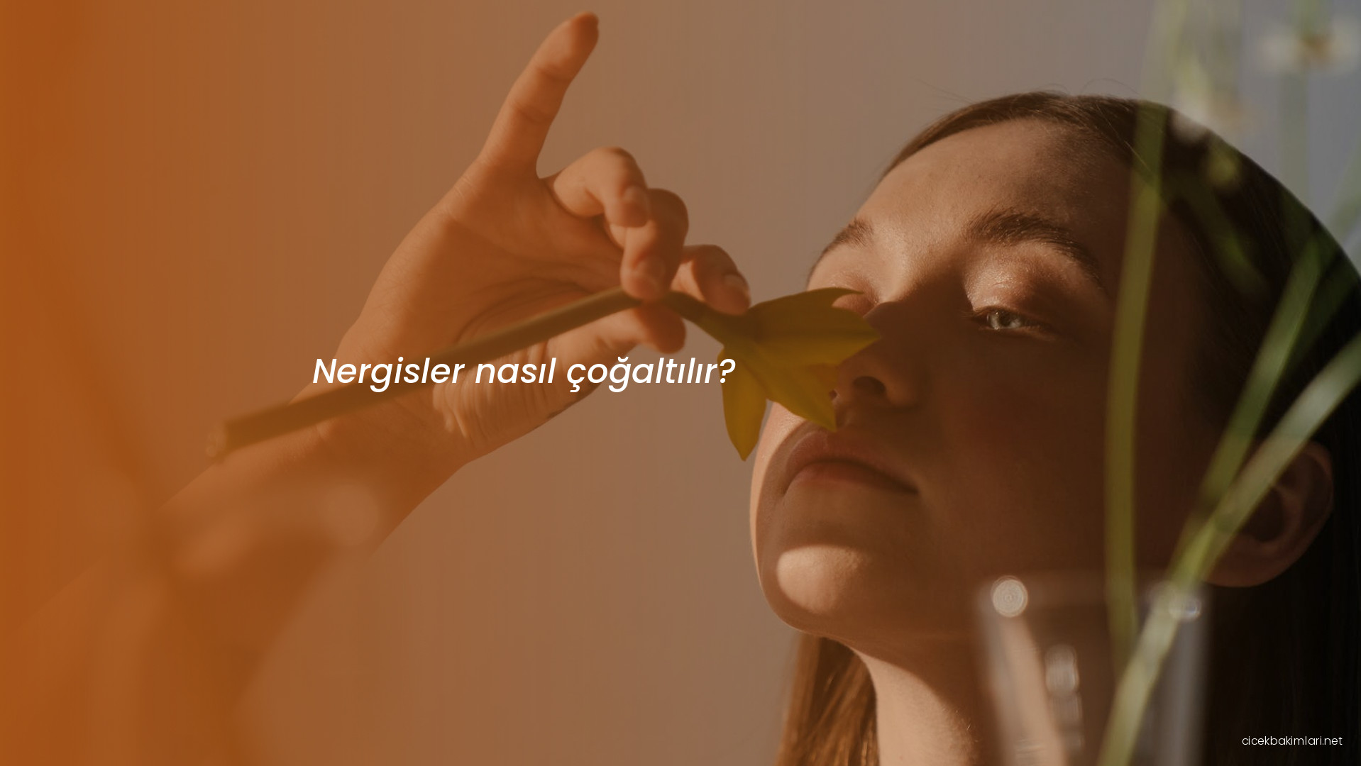 Nergisler nasıl çoğaltılır?