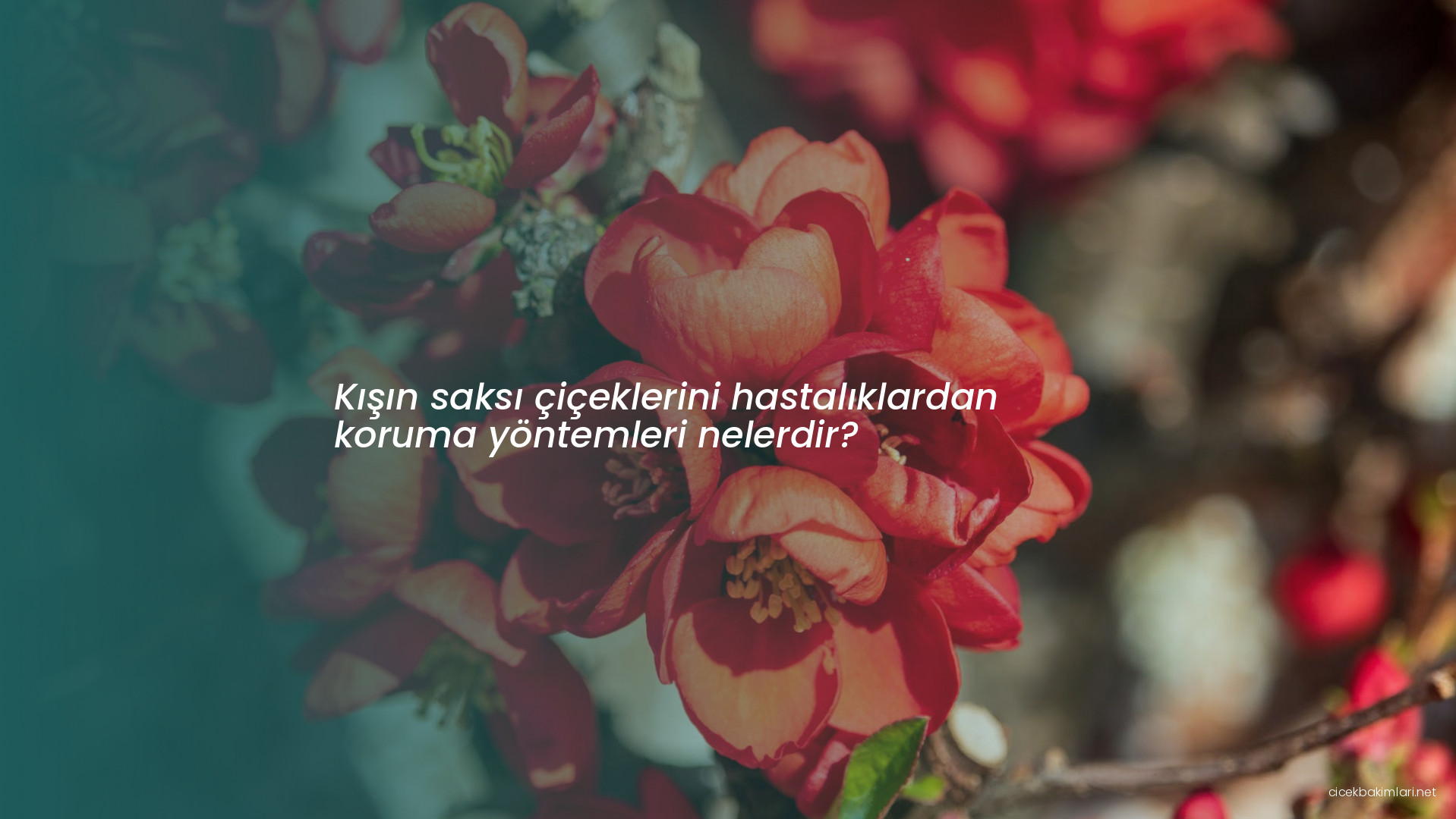 Kışın saksı çiçeklerini hastalıklardan koruma yöntemleri nelerdir?