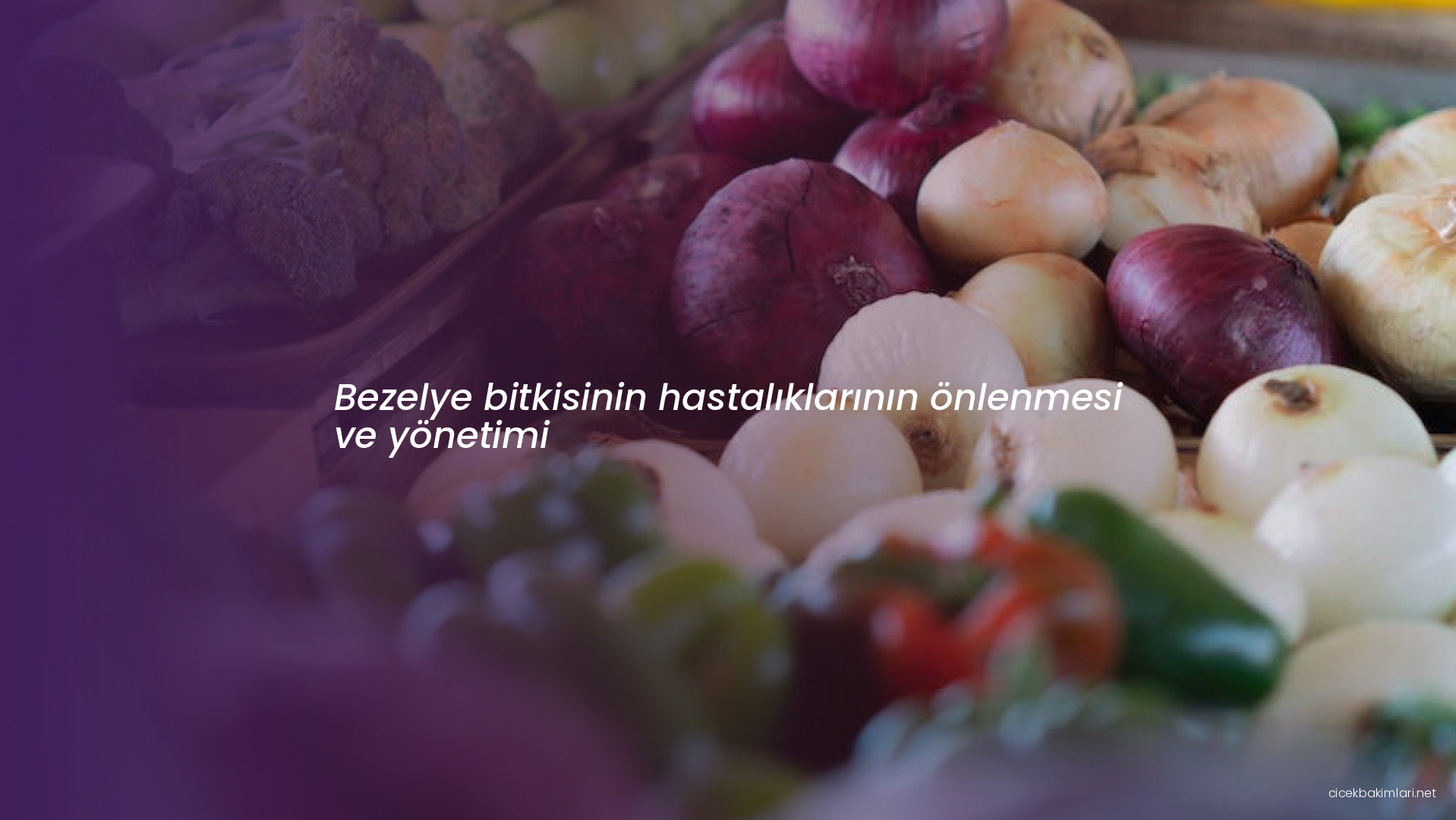 Bezelye bitkisinin hastalıklarının önlenmesi ve yönetimi