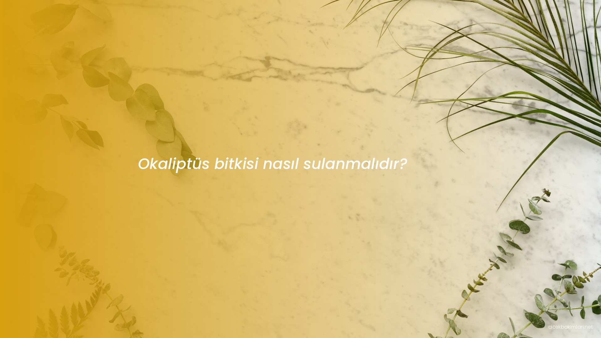 Okaliptüs bitkisi nasıl sulanmalıdır?