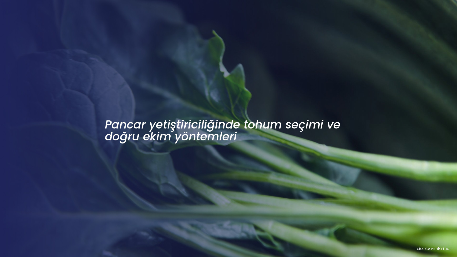 Pancar yetiştiriciliğinde tohum seçimi ve doğru ekim yöntemleri