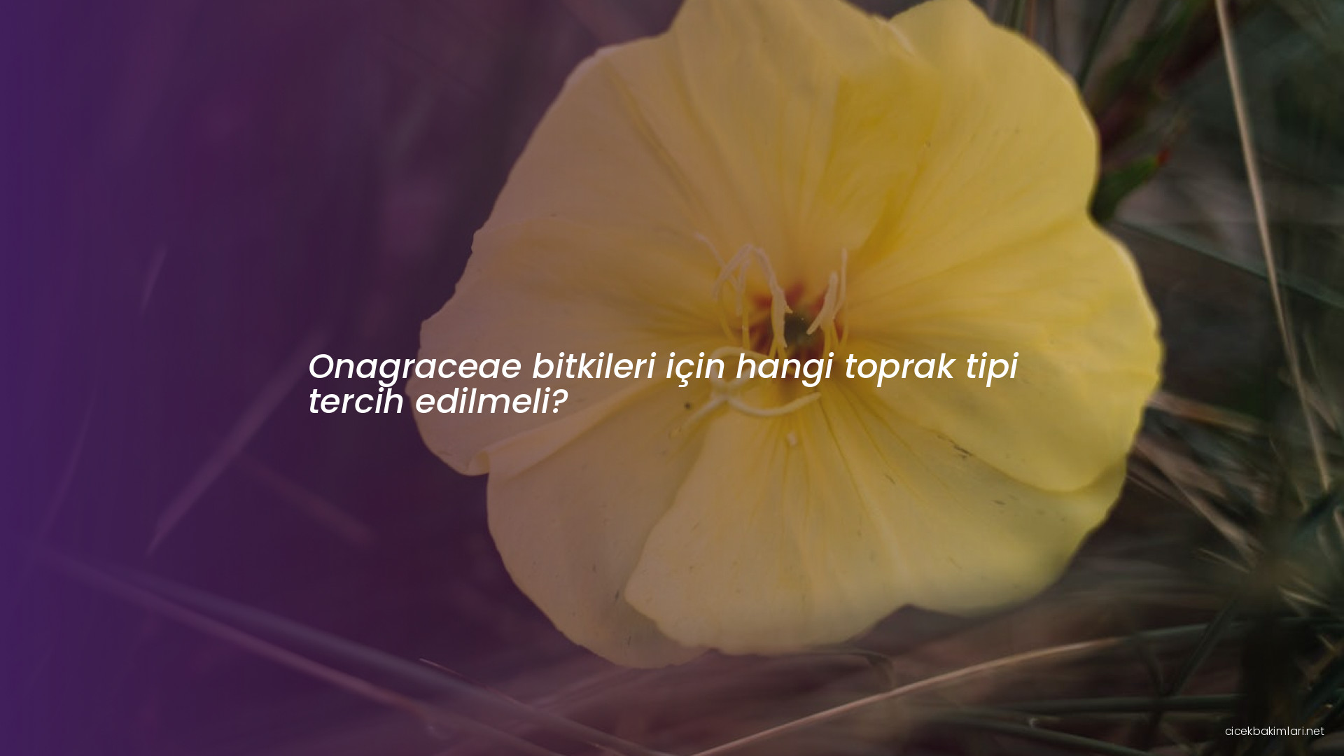 Onagraceae bitkileri için hangi toprak tipi tercih edilmeli?