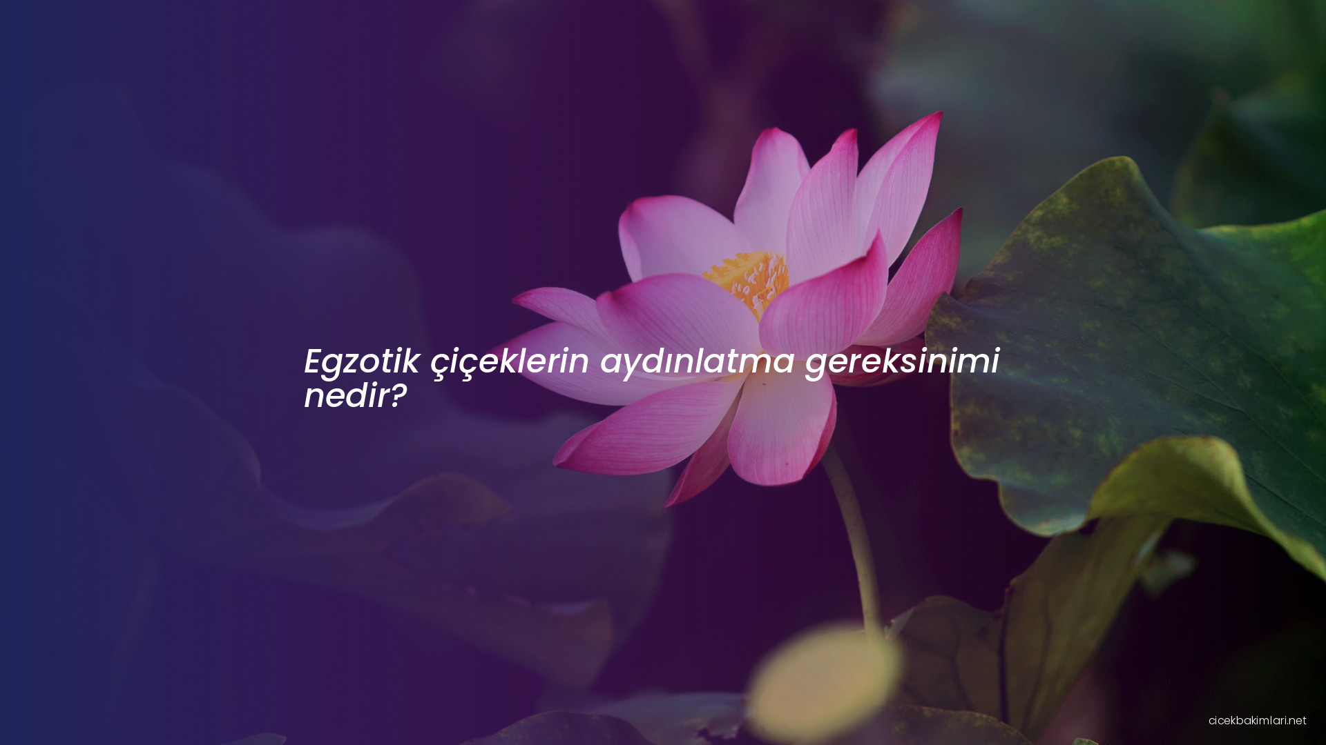 Egzotik çiçeklerin aydınlatma gereksinimi nedir?