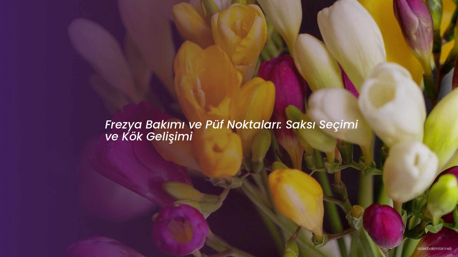 Frezya Bakımı ve Püf Noktaları: Saksı Seçimi ve Kök Gelişimi