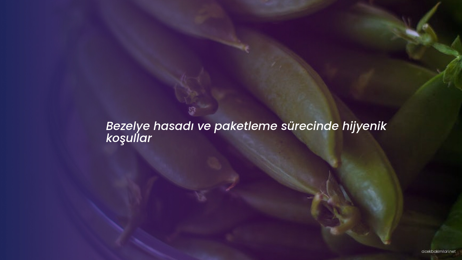 Bezelye hasadı ve paketleme sürecinde hijyenik koşullar