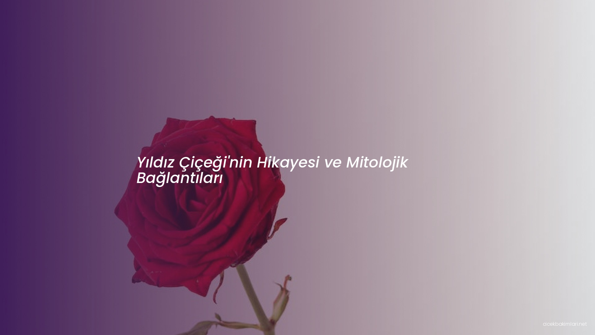 Yıldız Çiçeği'nin Hikayesi ve Mitolojik Bağlantıları