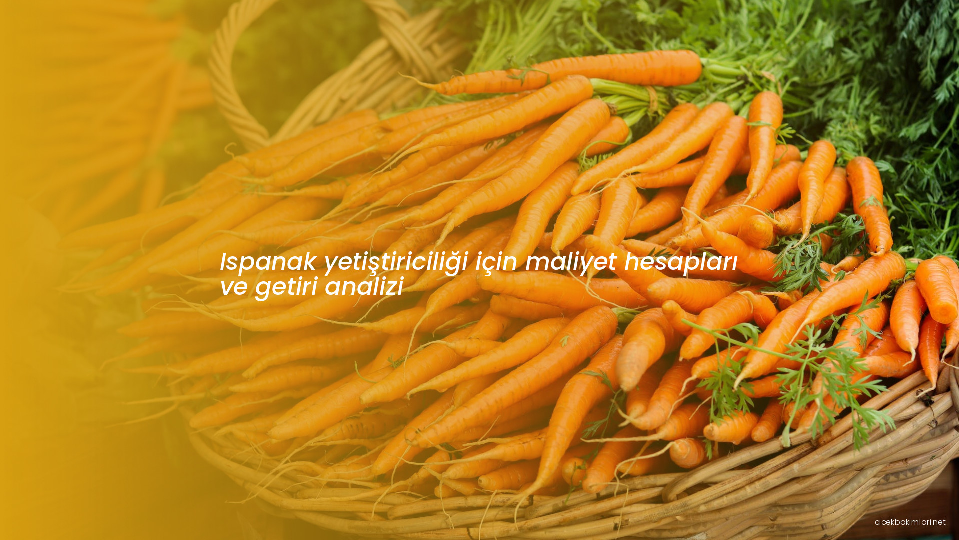 Ispanak yetiştiriciliği için maliyet hesapları ve getiri analizi