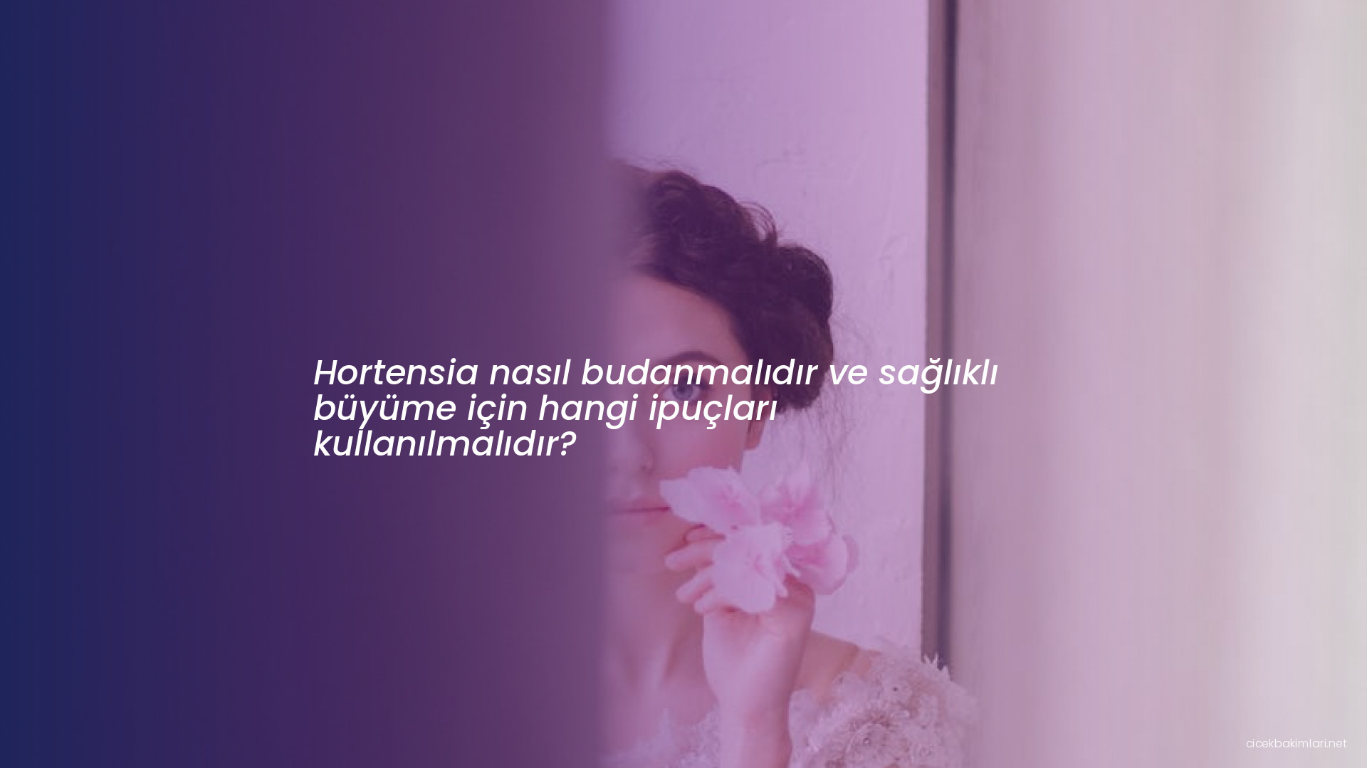 Hortensia nasıl budanmalıdır ve sağlıklı büyüme için hangi ipuçları kullanılmalıdır?