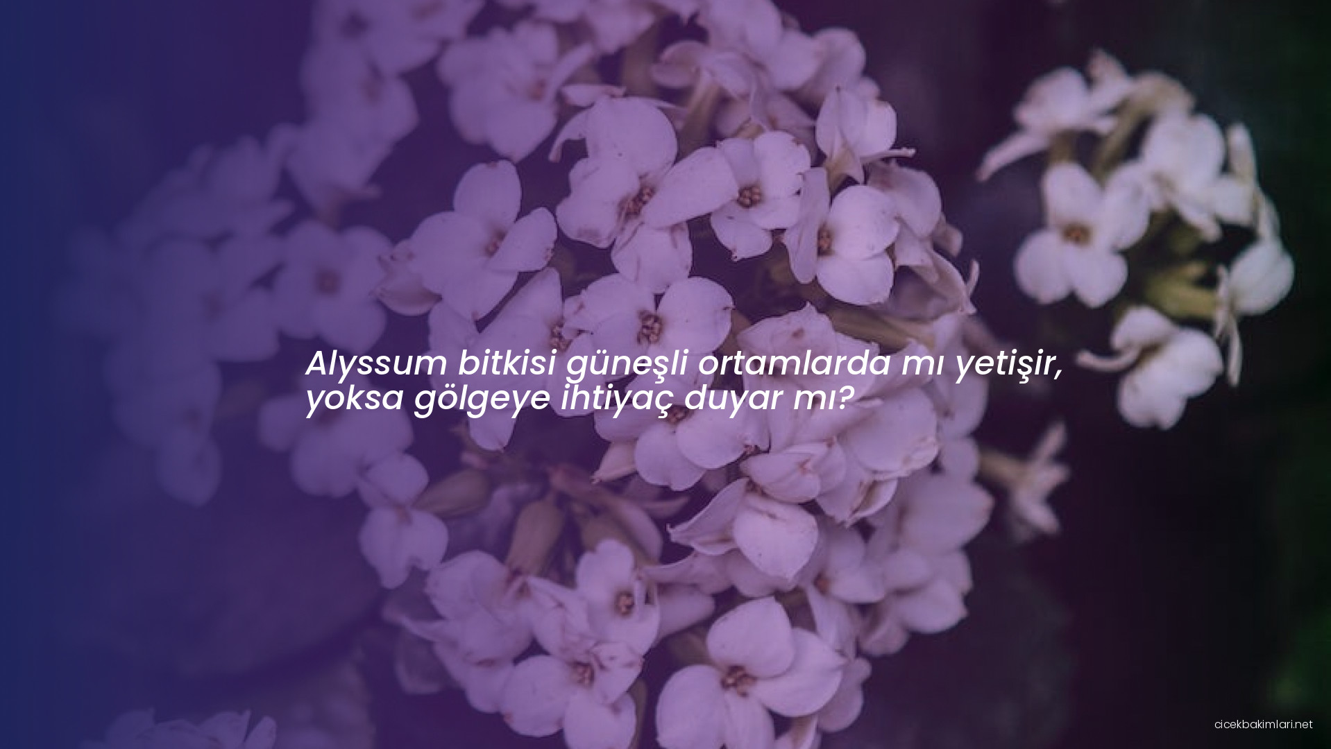 Alyssum bitkisi güneşli ortamlarda mı yetişir, yoksa gölgeye ihtiyaç duyar mı?