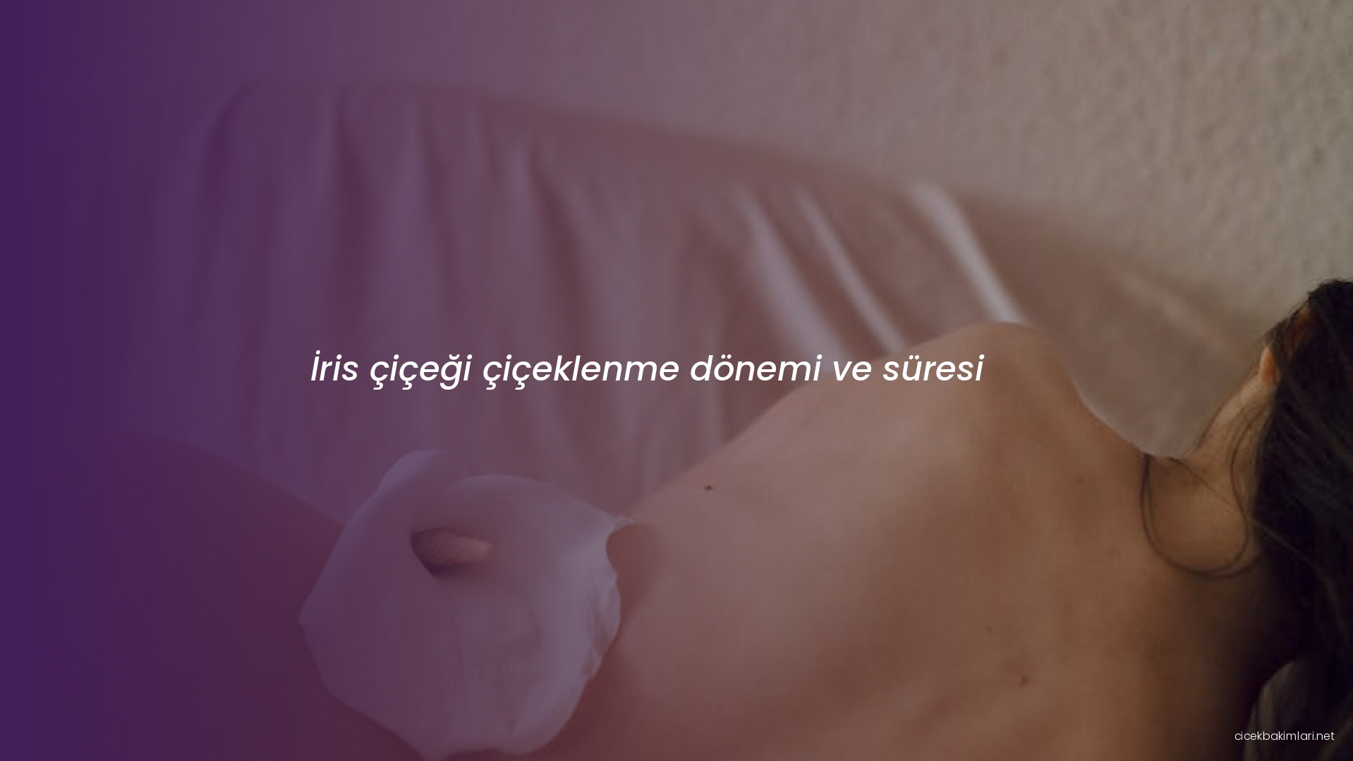 İris çiçeği çiçeklenme dönemi ve süresi