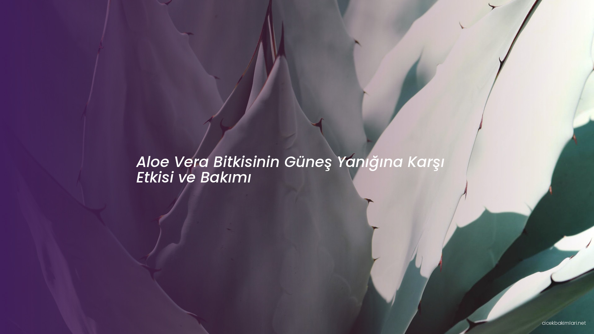 Aloe Vera Bitkisinin Güneş Yanığına Karşı Etkisi ve Bakımı