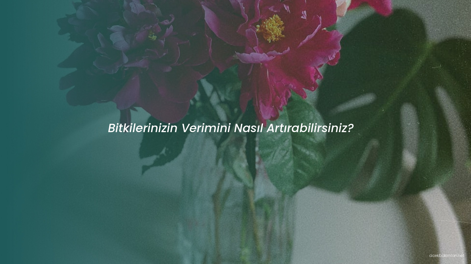 Bitkilerinizin Verimini Nasıl Artırabilirsiniz?