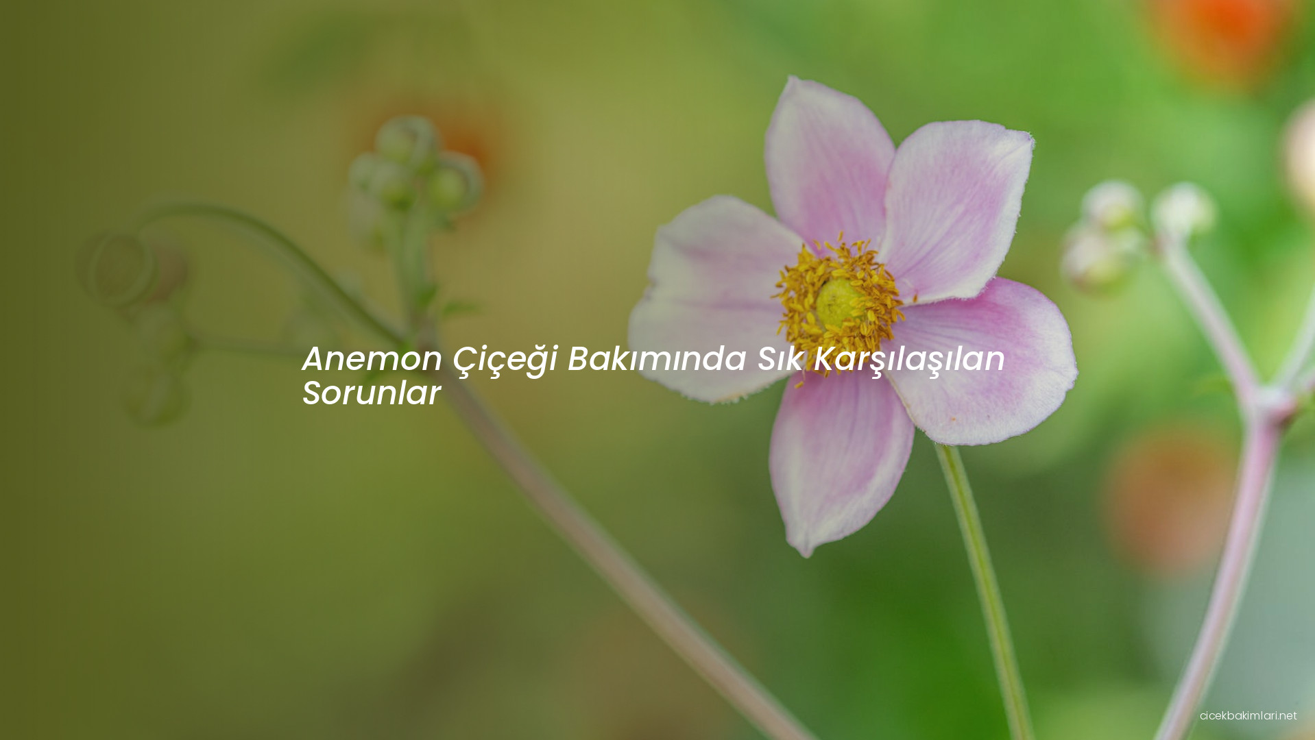 Anemon Çiçeği Bakımında Sık Karşılaşılan Sorunlar